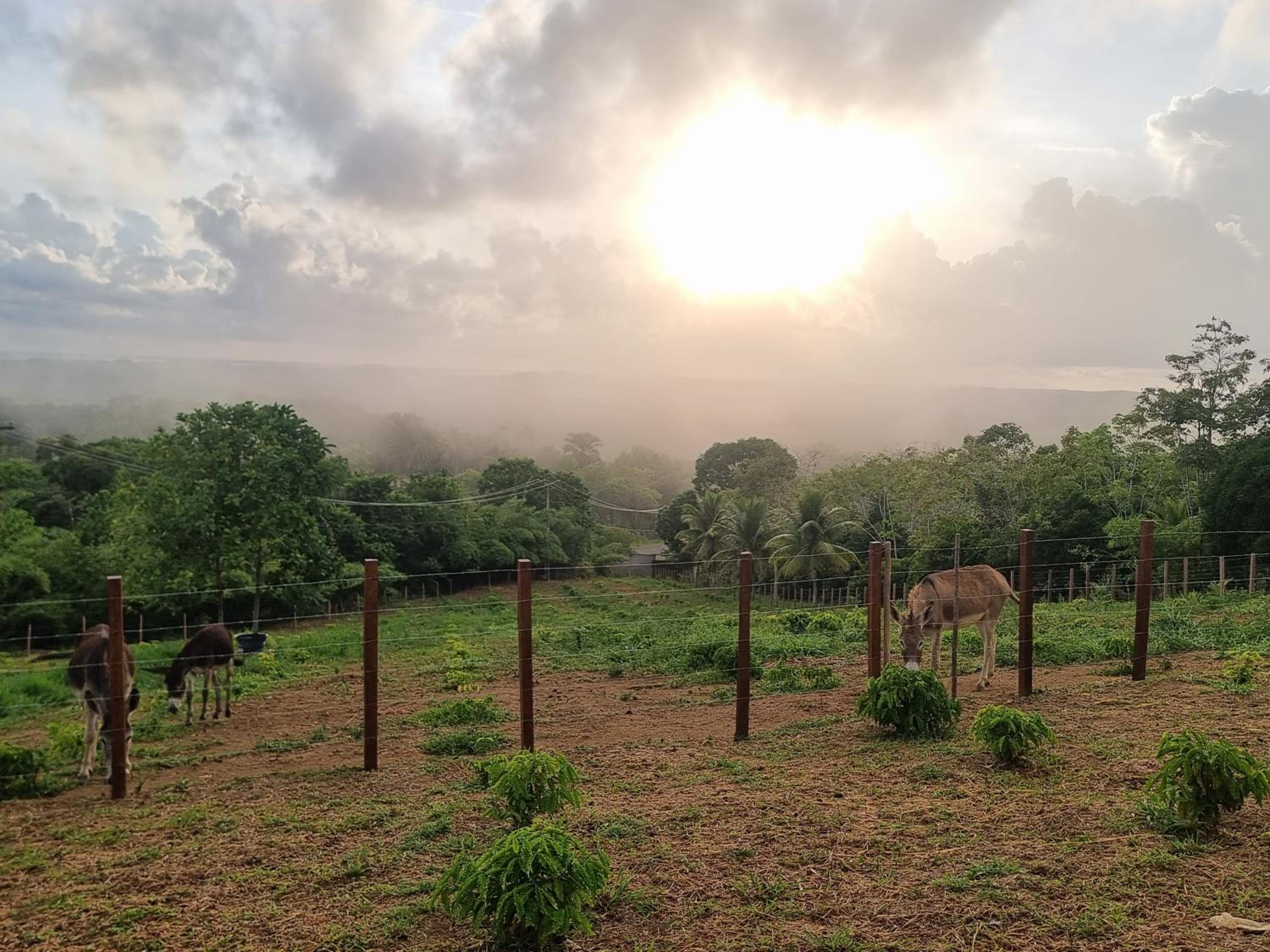 Fazenda de Jehne - Casa completa