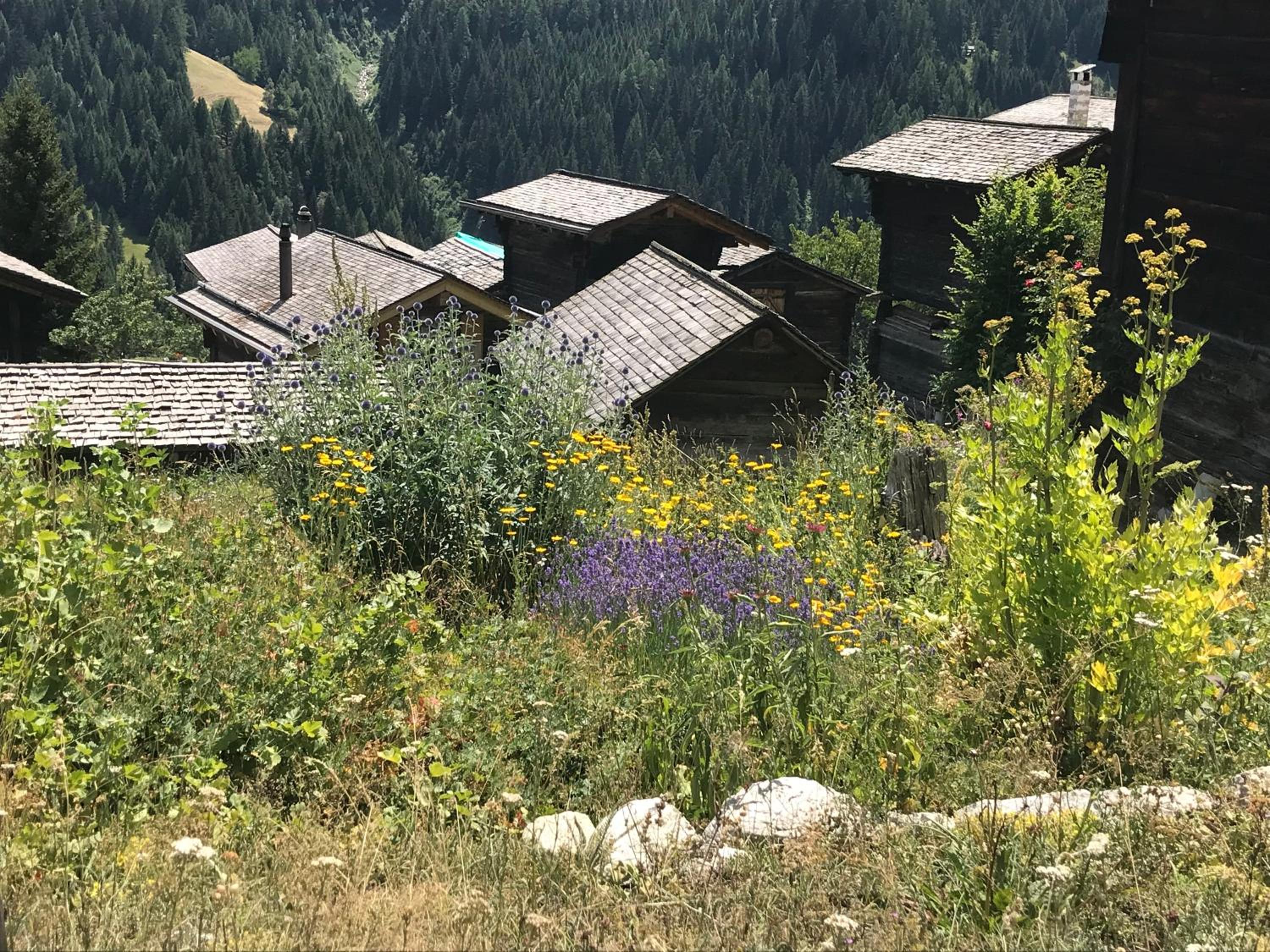 3.5-Zimmer FeWo Primeli Fieschertal