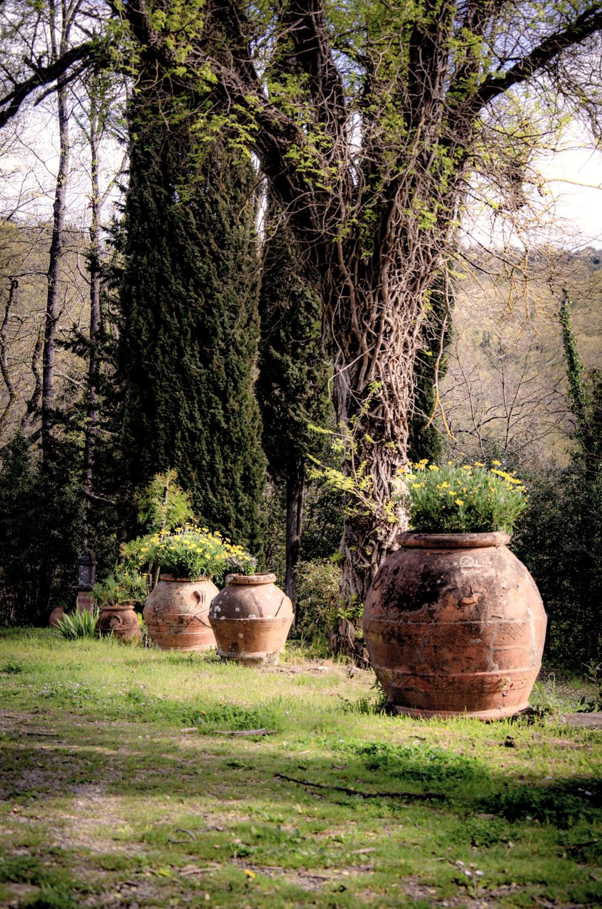Il Bosco del Lebbio