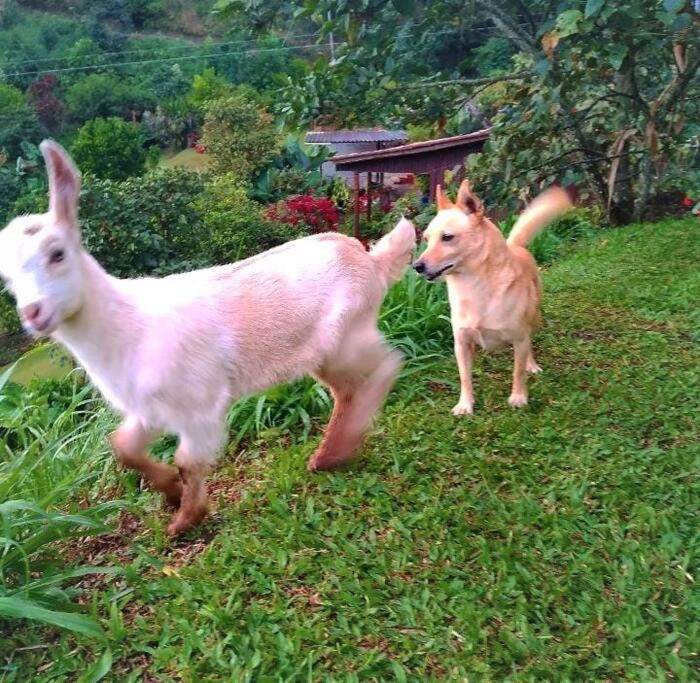 Tesorito House en las Montañas del Quindío
