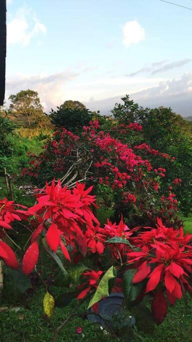 Tesorito House en las Montañas del Quindío