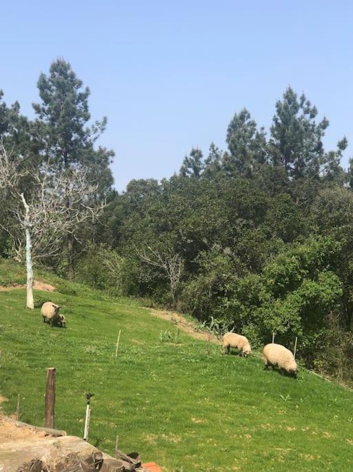 Quinta da Casa Azul