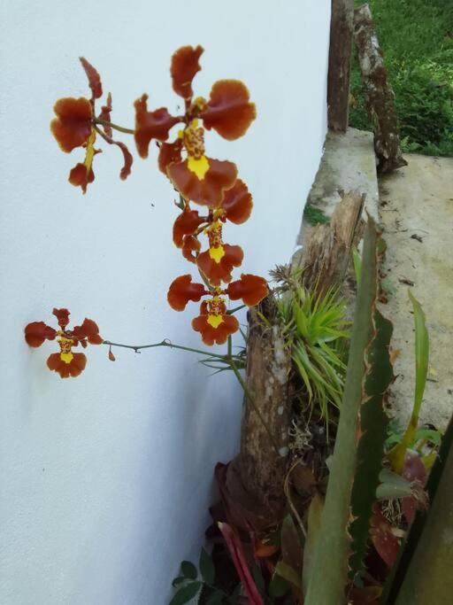 Chalé das Bromelias