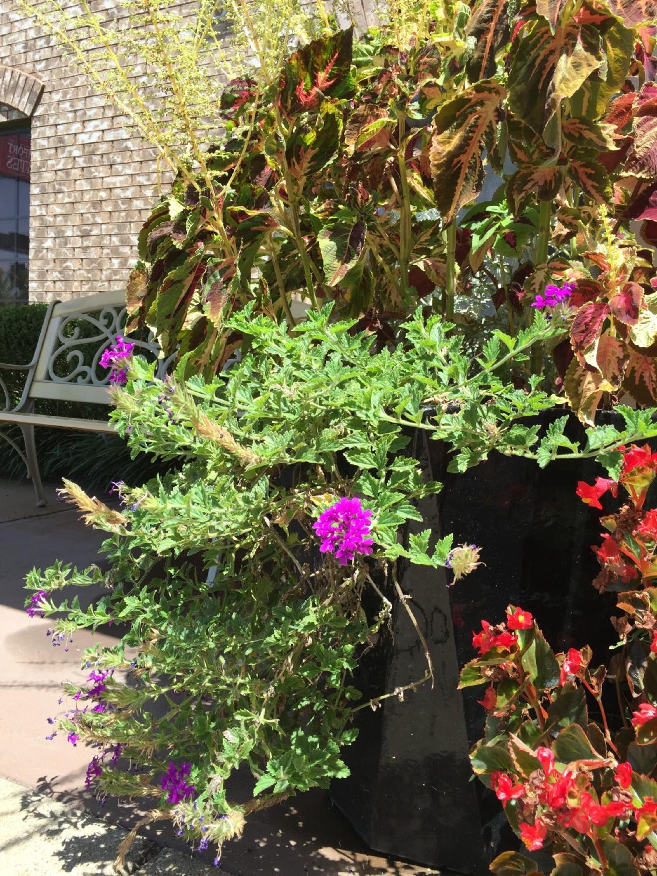 Marshall Vacations - Comfort Suites Marshall - Property Image 36