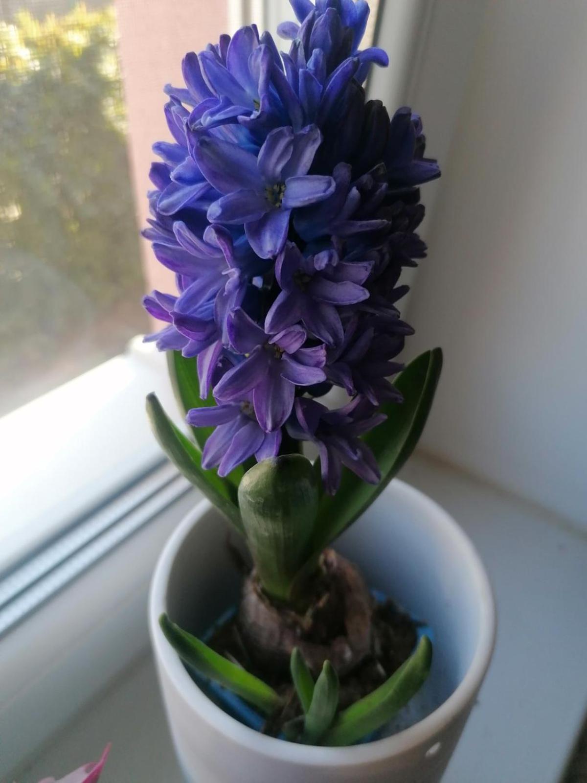 Apartman Bubi photo 2