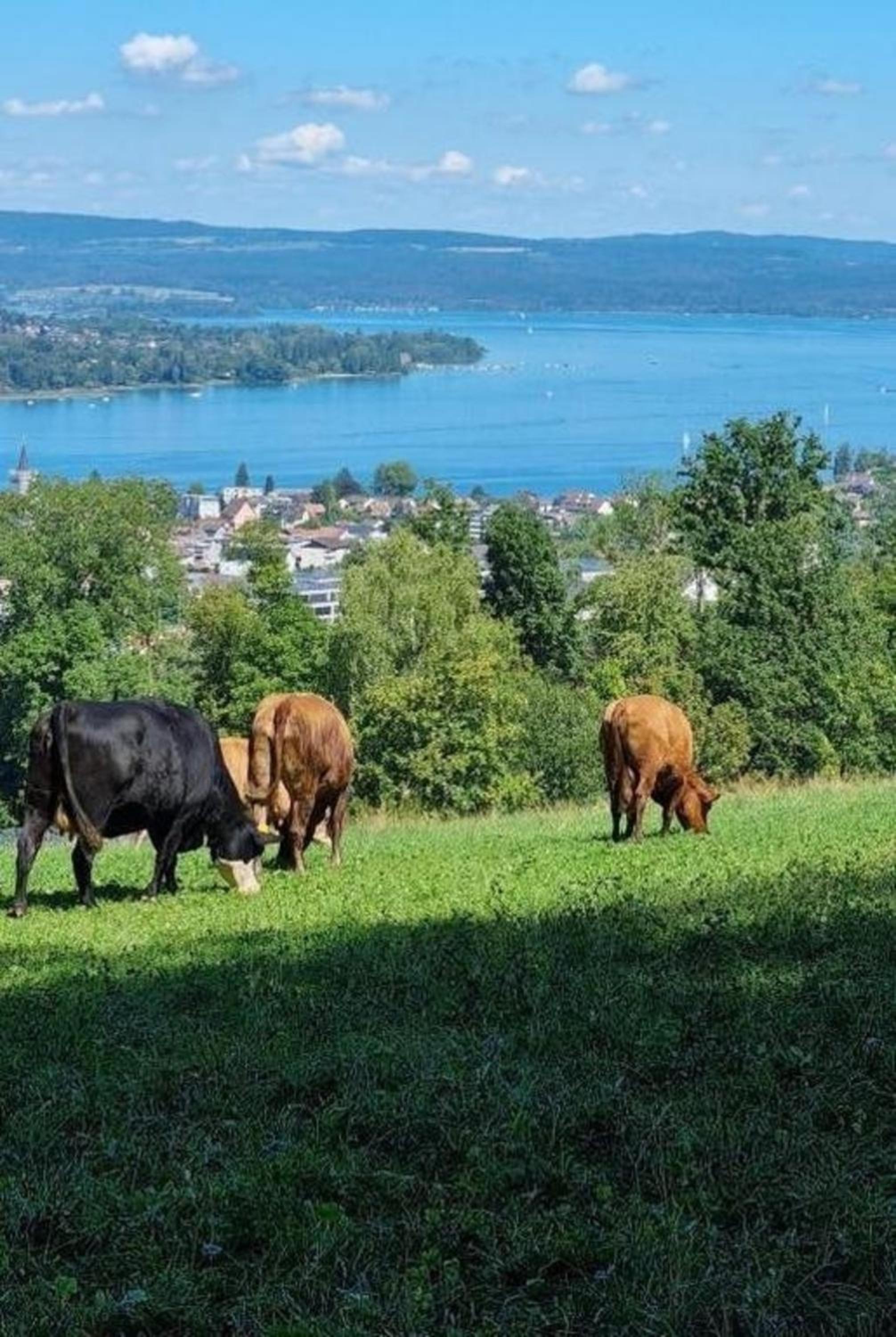 Wohlfühlnest