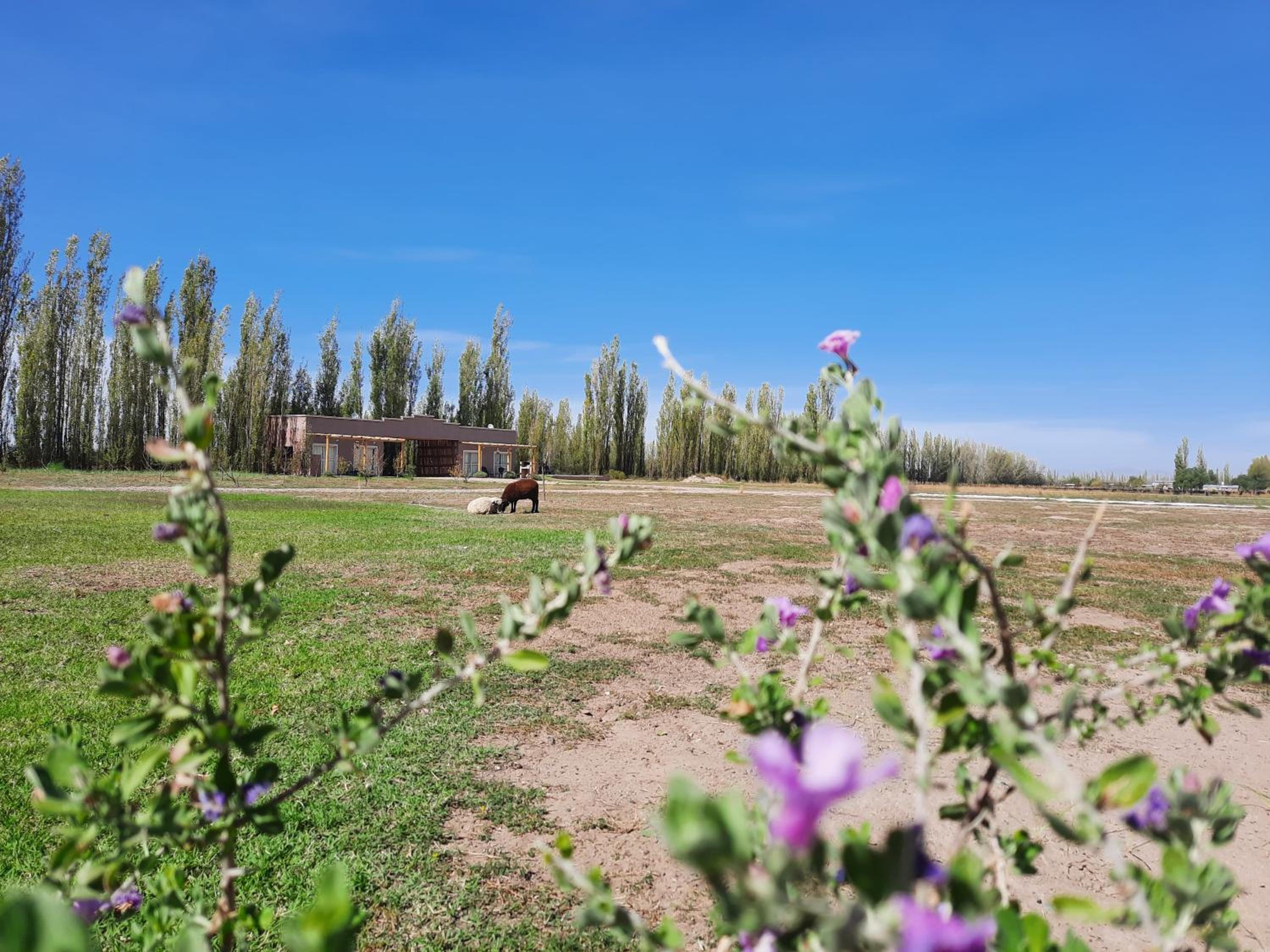 Finca Los Racimos - Casa Bonarda