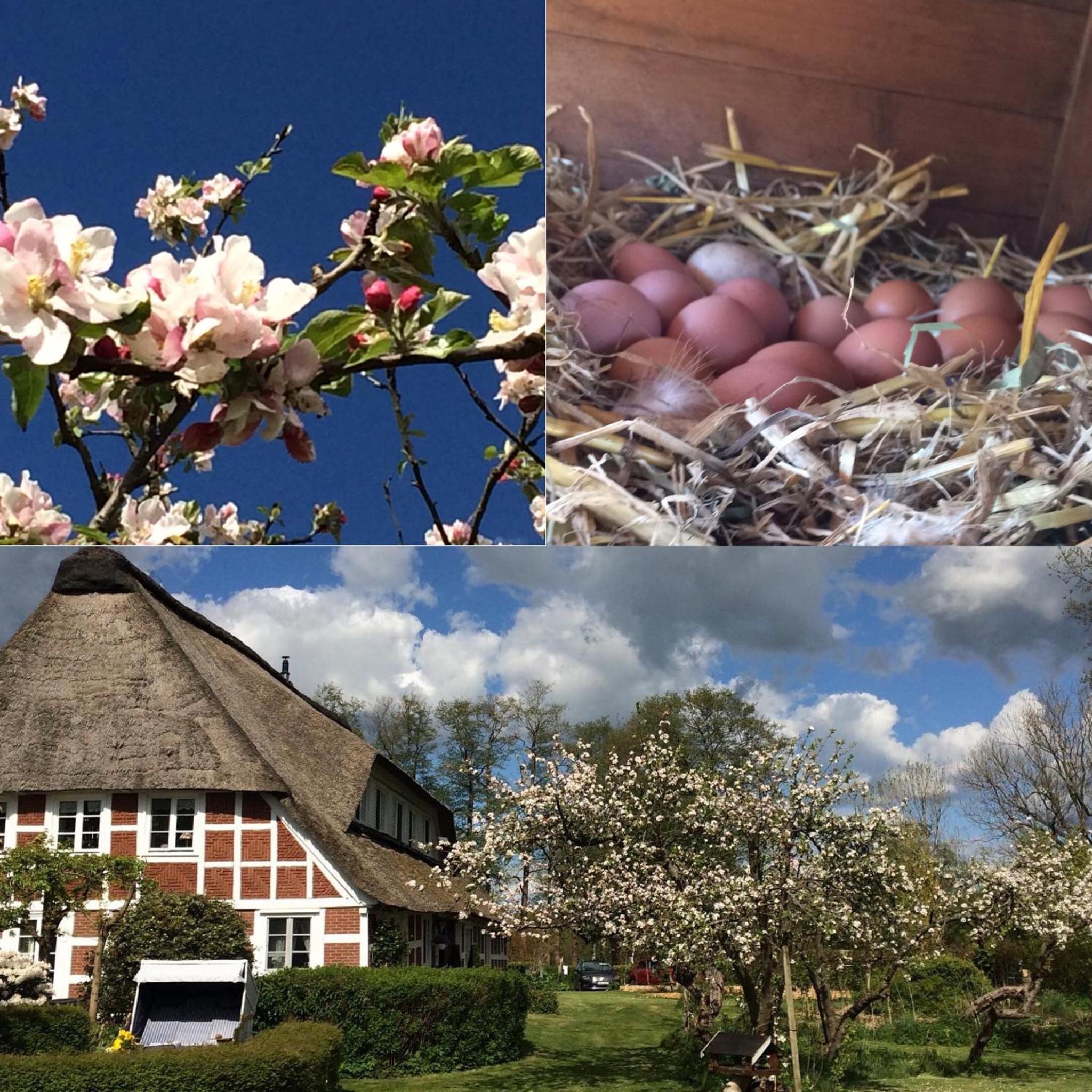 Altes Landhaus Oste, Klavier Appartement, 2 Zimmer mit Kamin