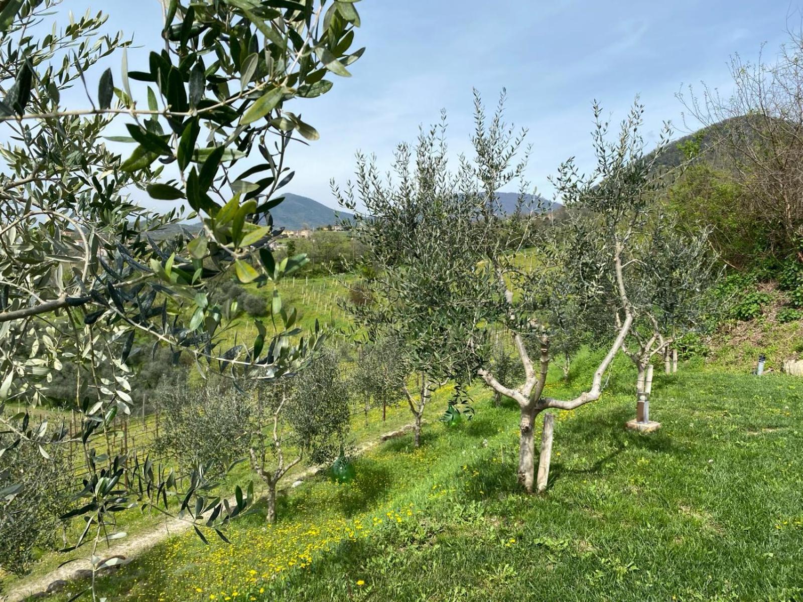 AZIENDA AGRICOLA CA' LUNGA