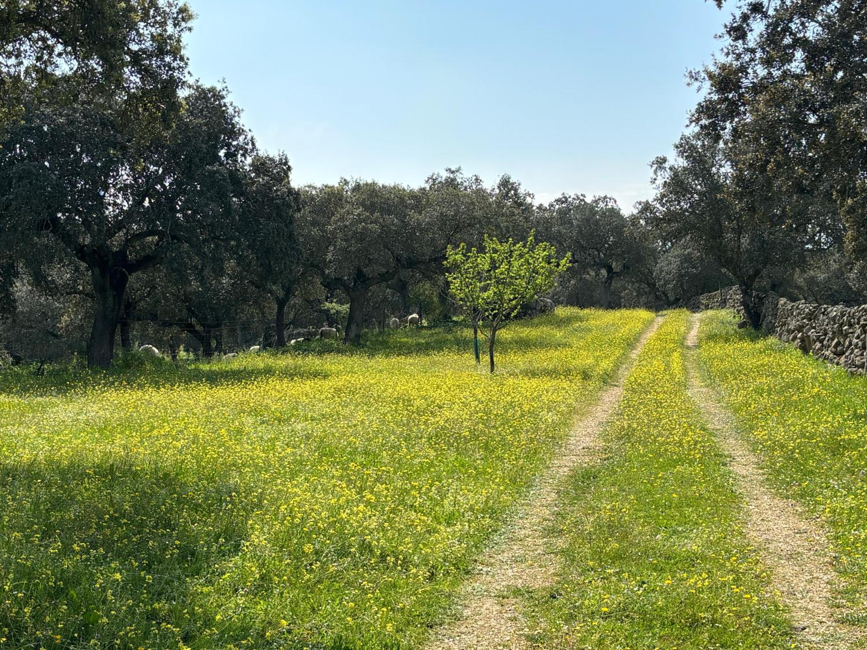 Finca Marowa