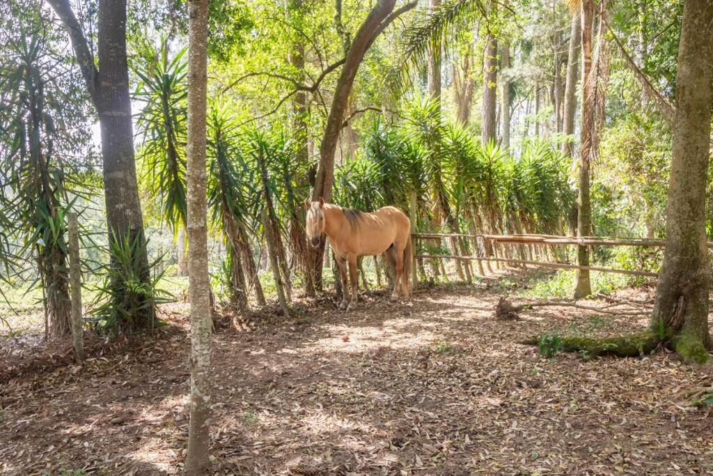 Sitio CANTOS DA FLORESTA