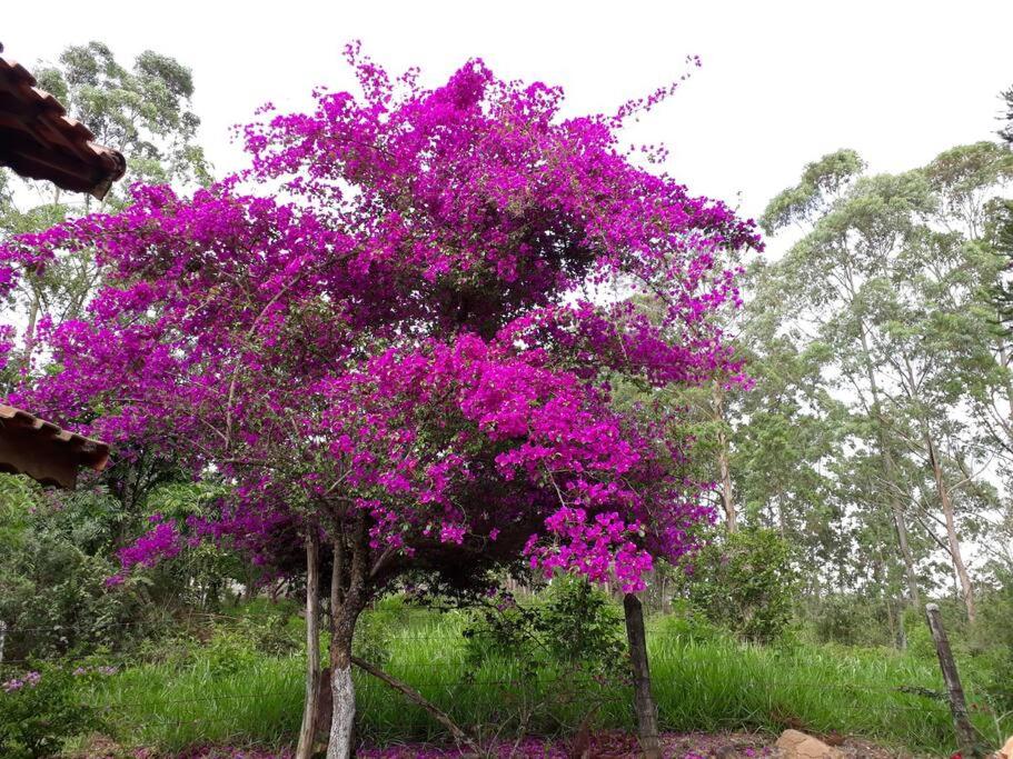 Sitio CANTOS DA FLORESTA