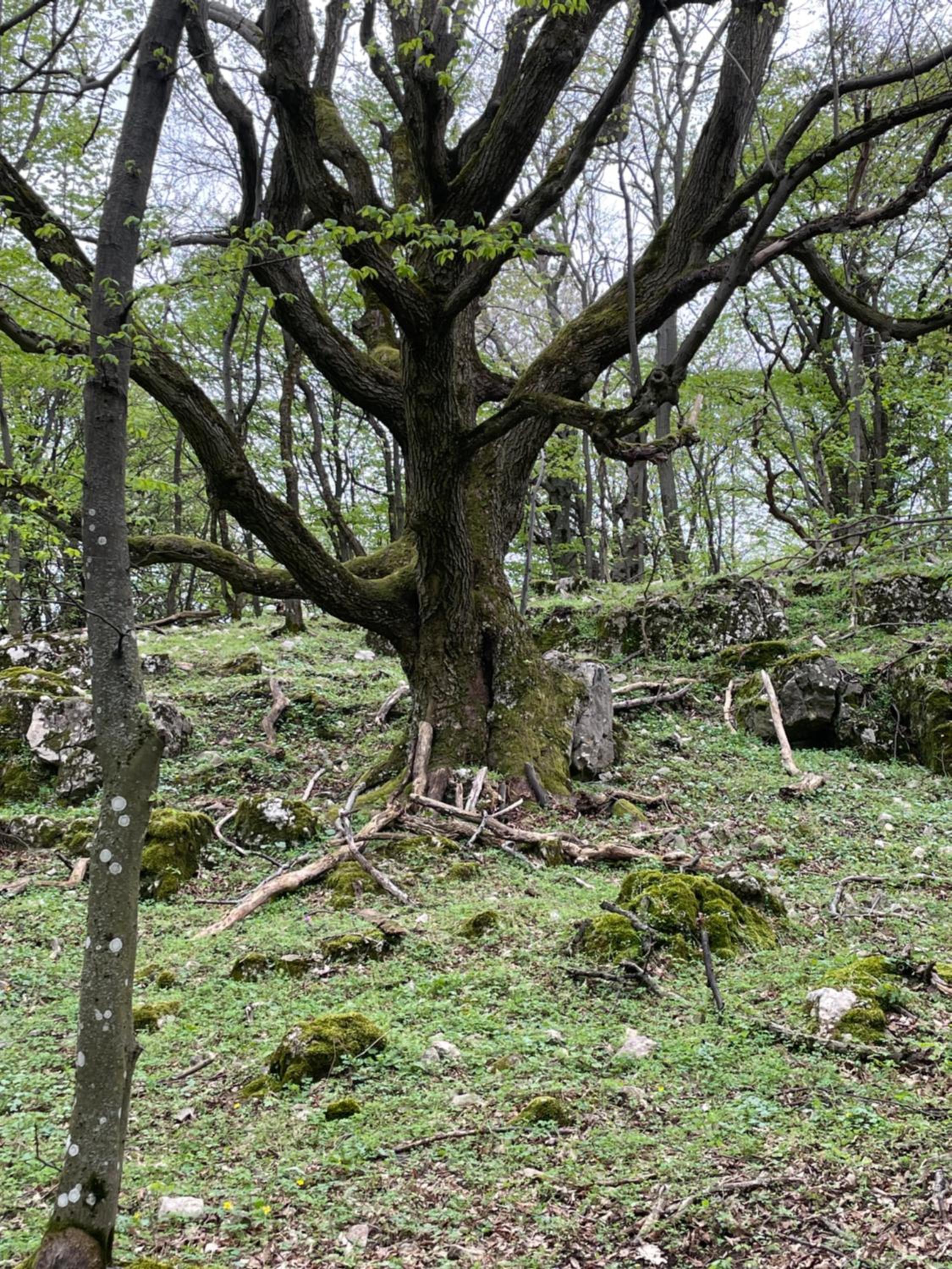 Photo 47