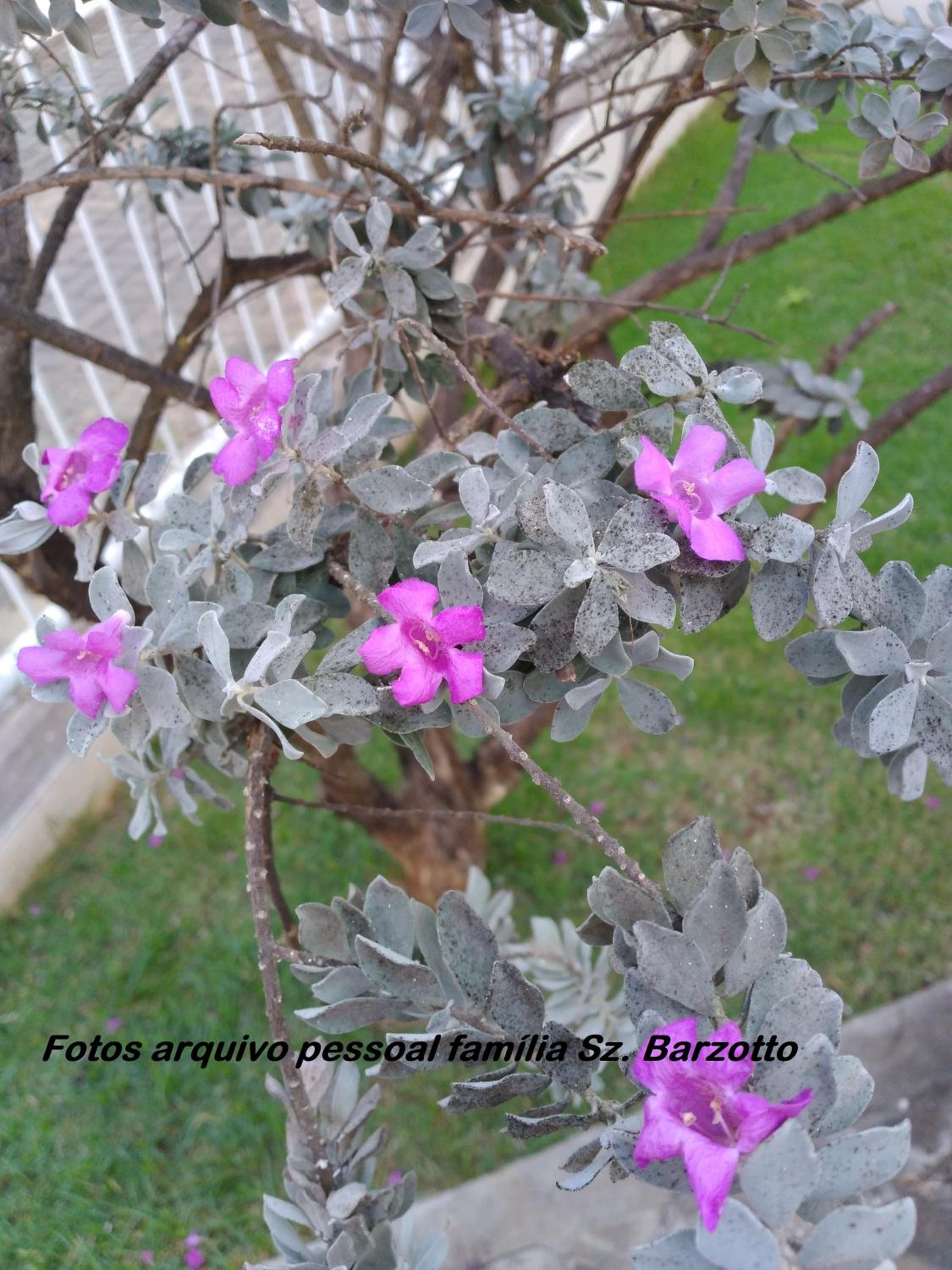 Encontro das Águas Caldas Novas