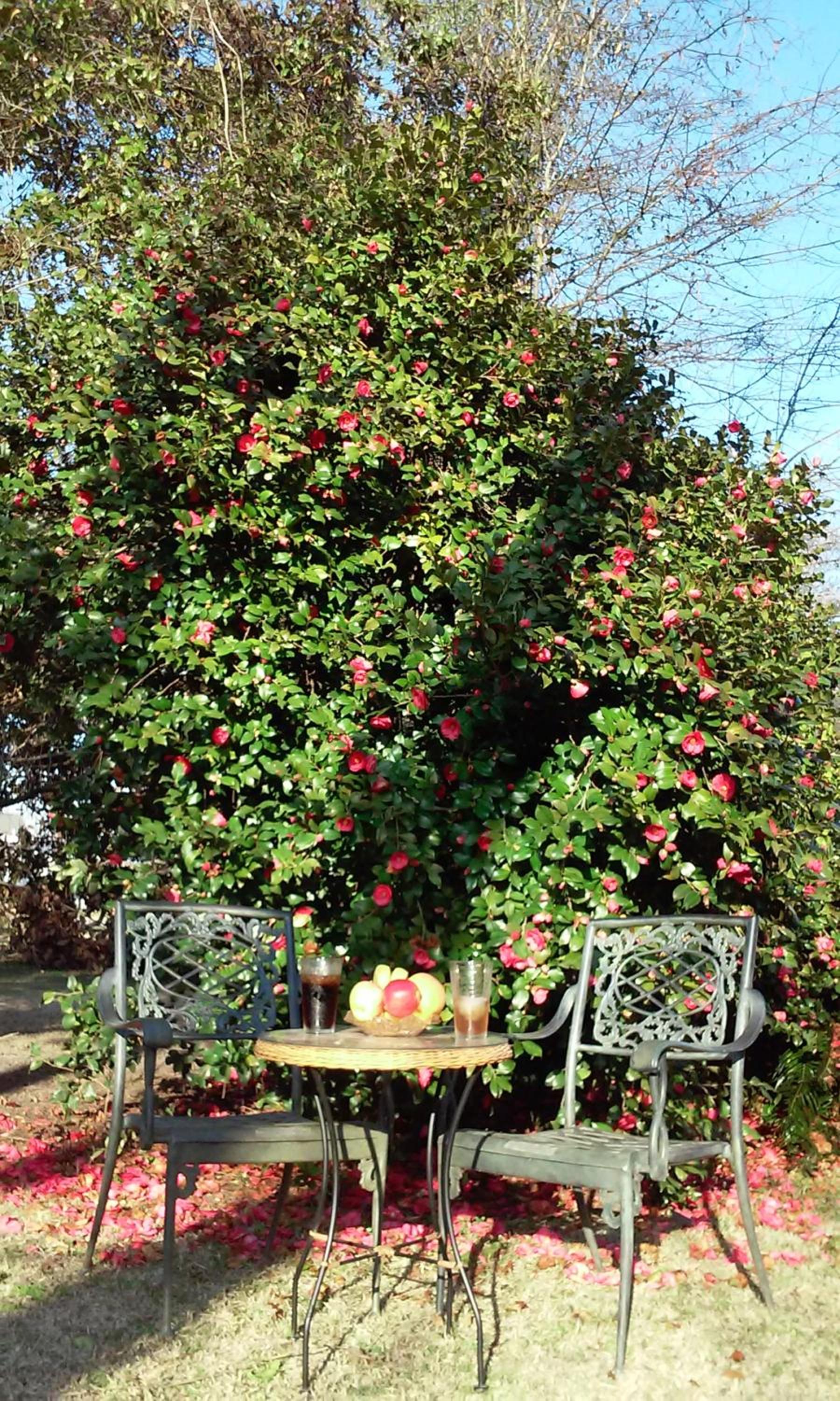 Fruits of Vienna B&B
