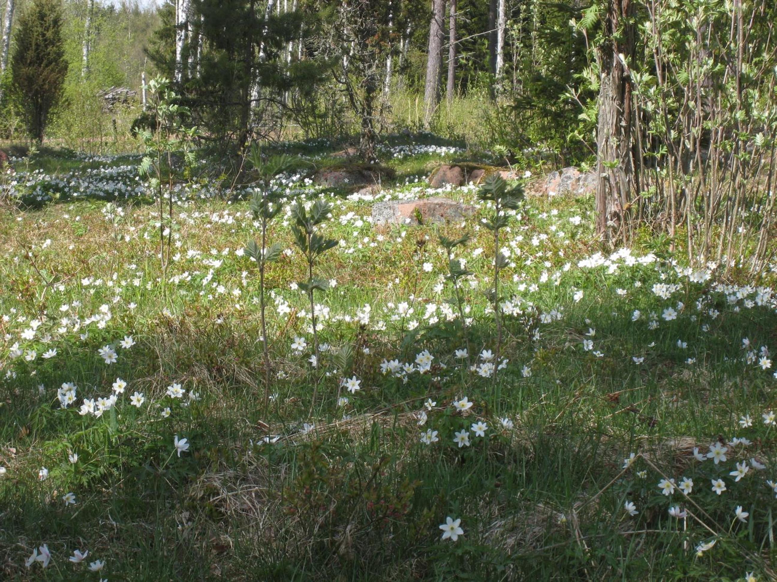 Photo 34