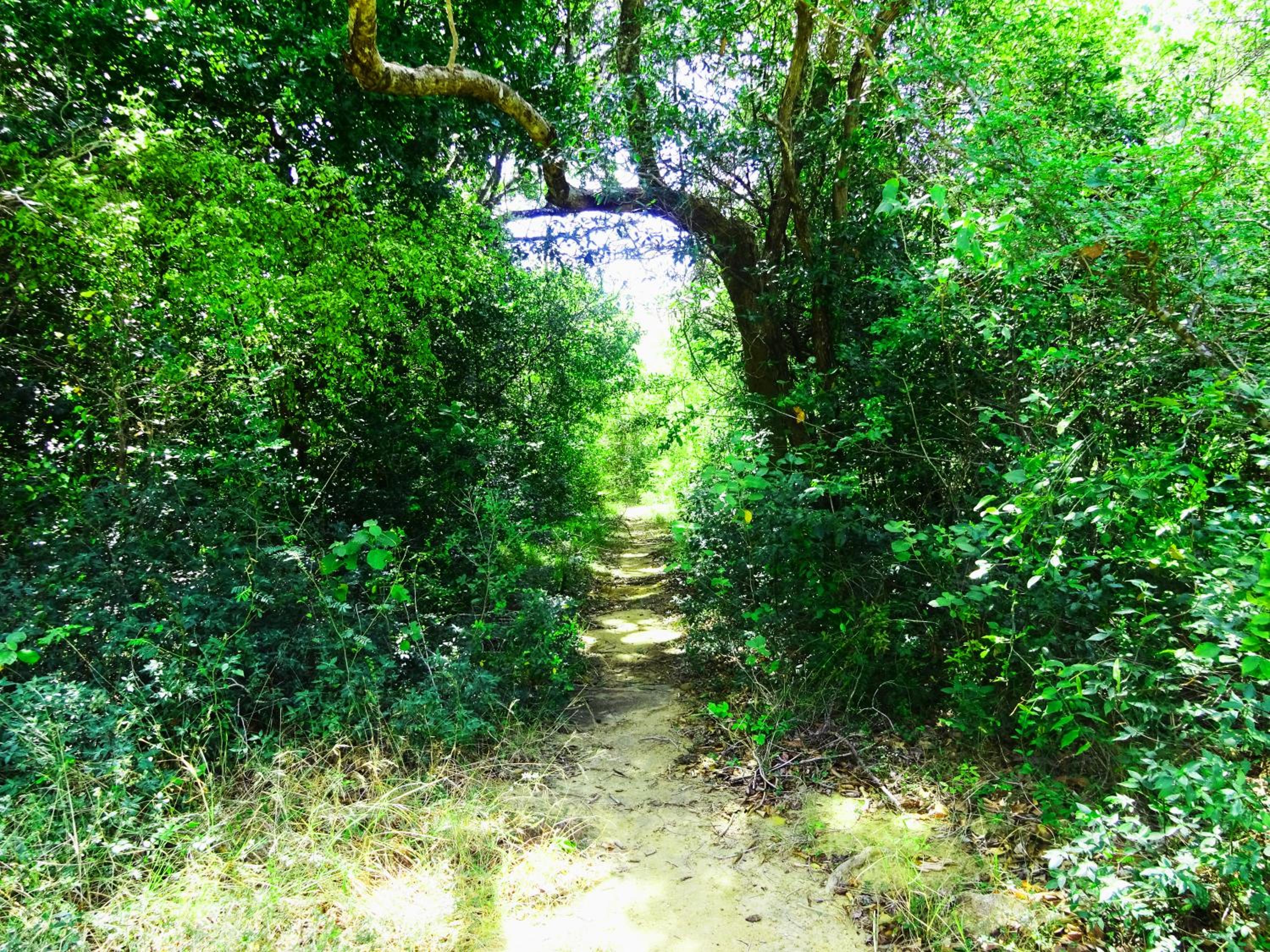 Ritigalafoothills