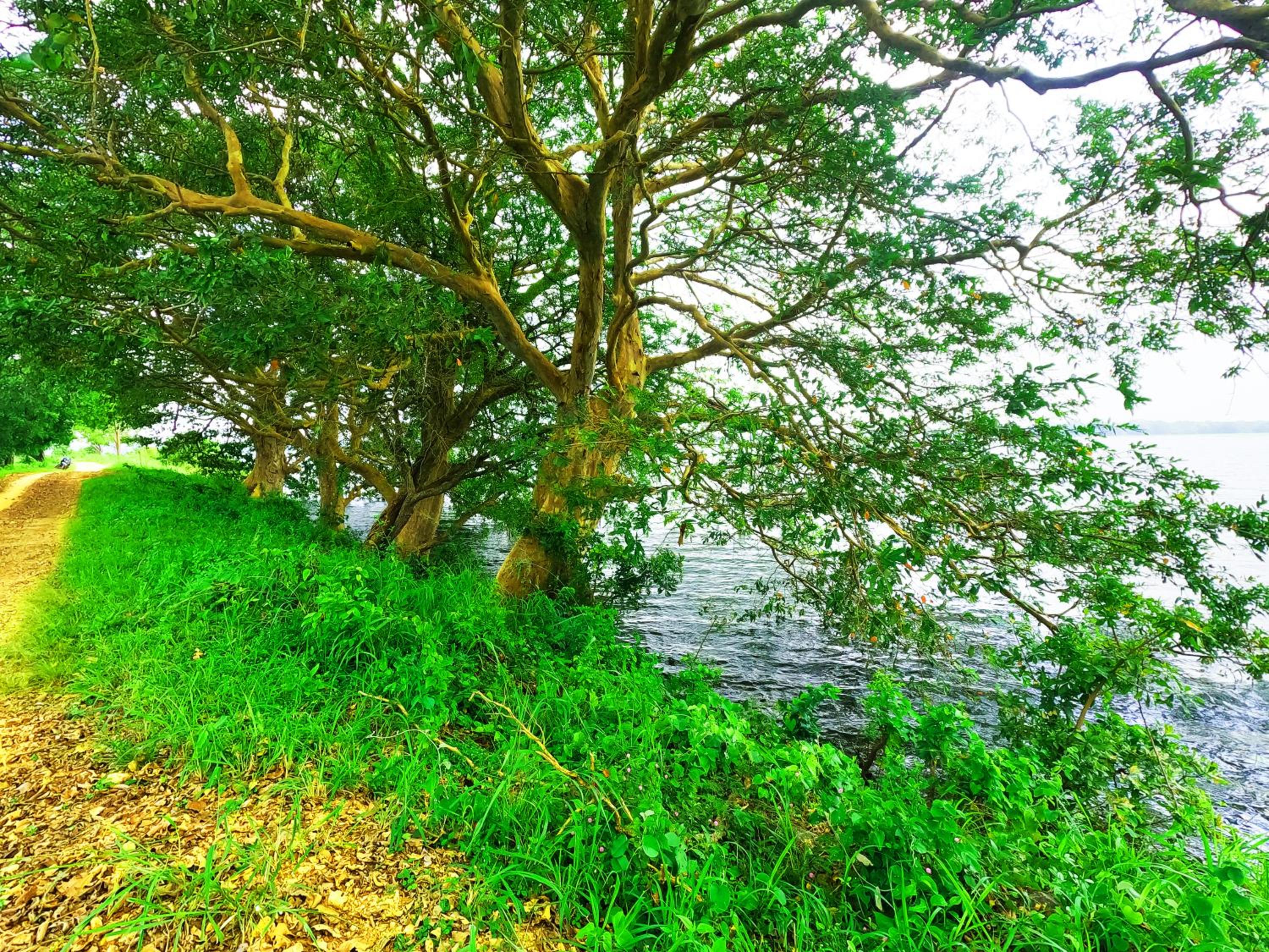 Ritigalafoothills