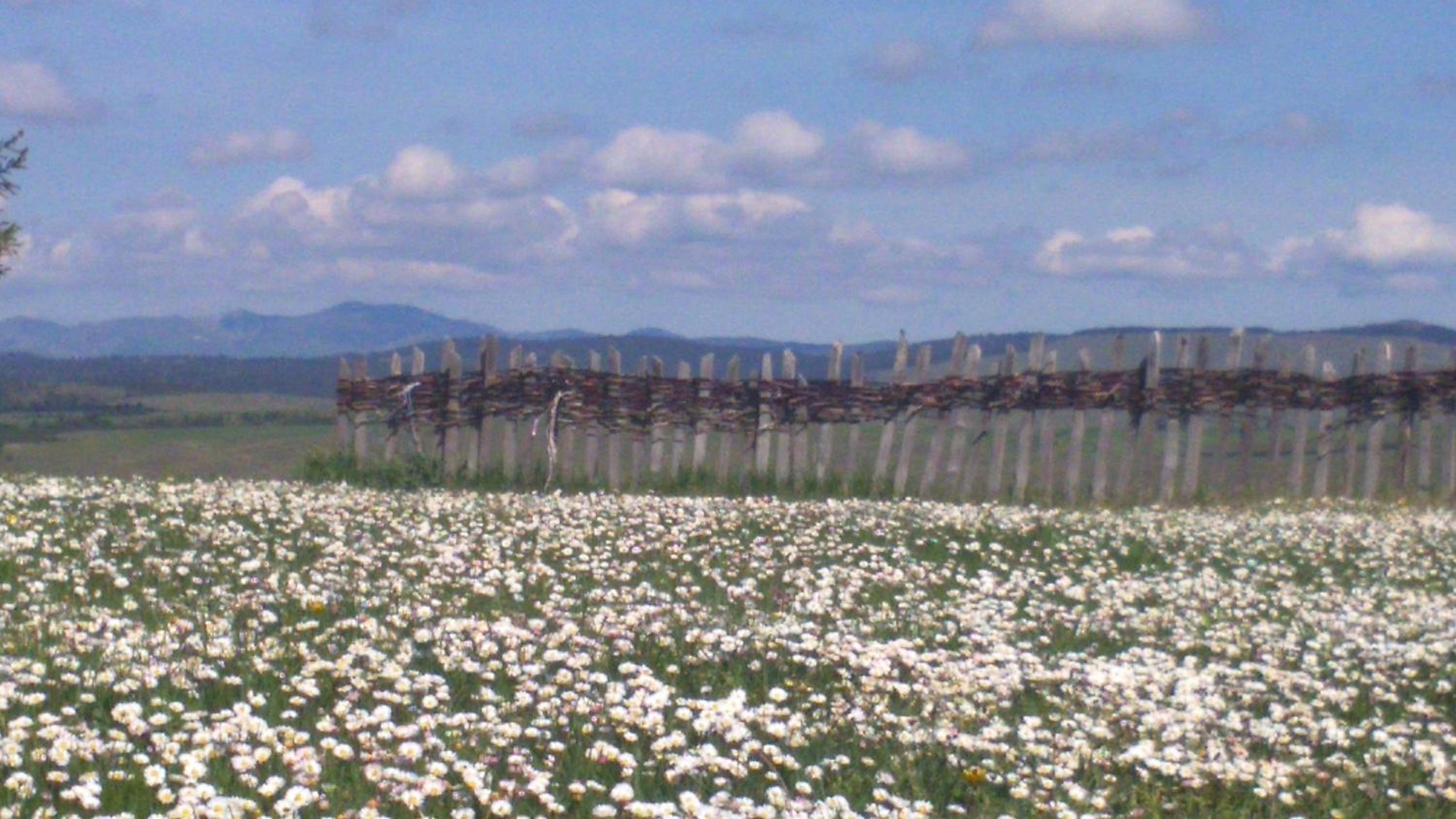 Photo 42