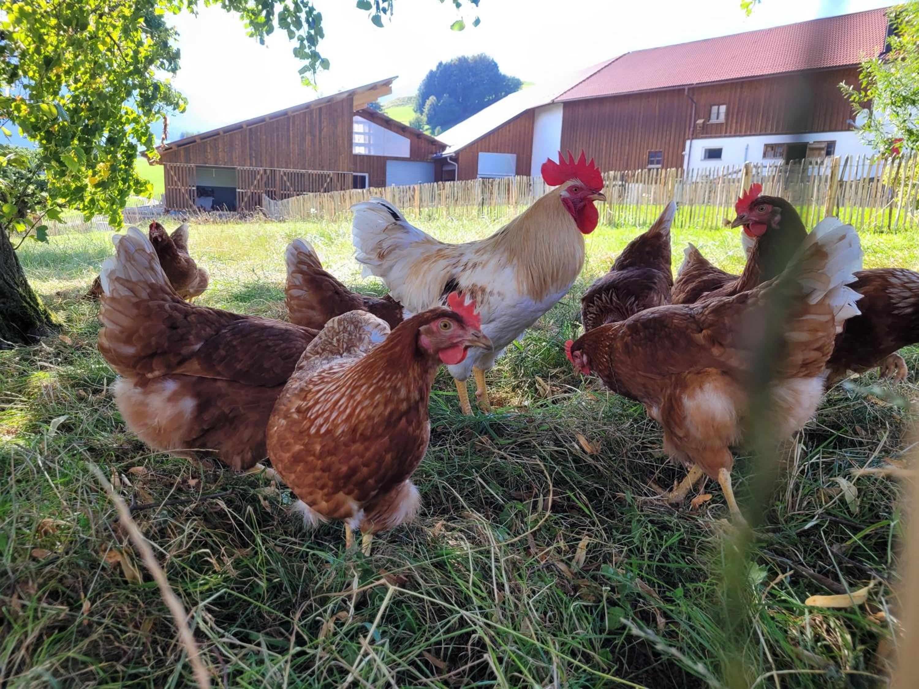 Naturgut Allgäu