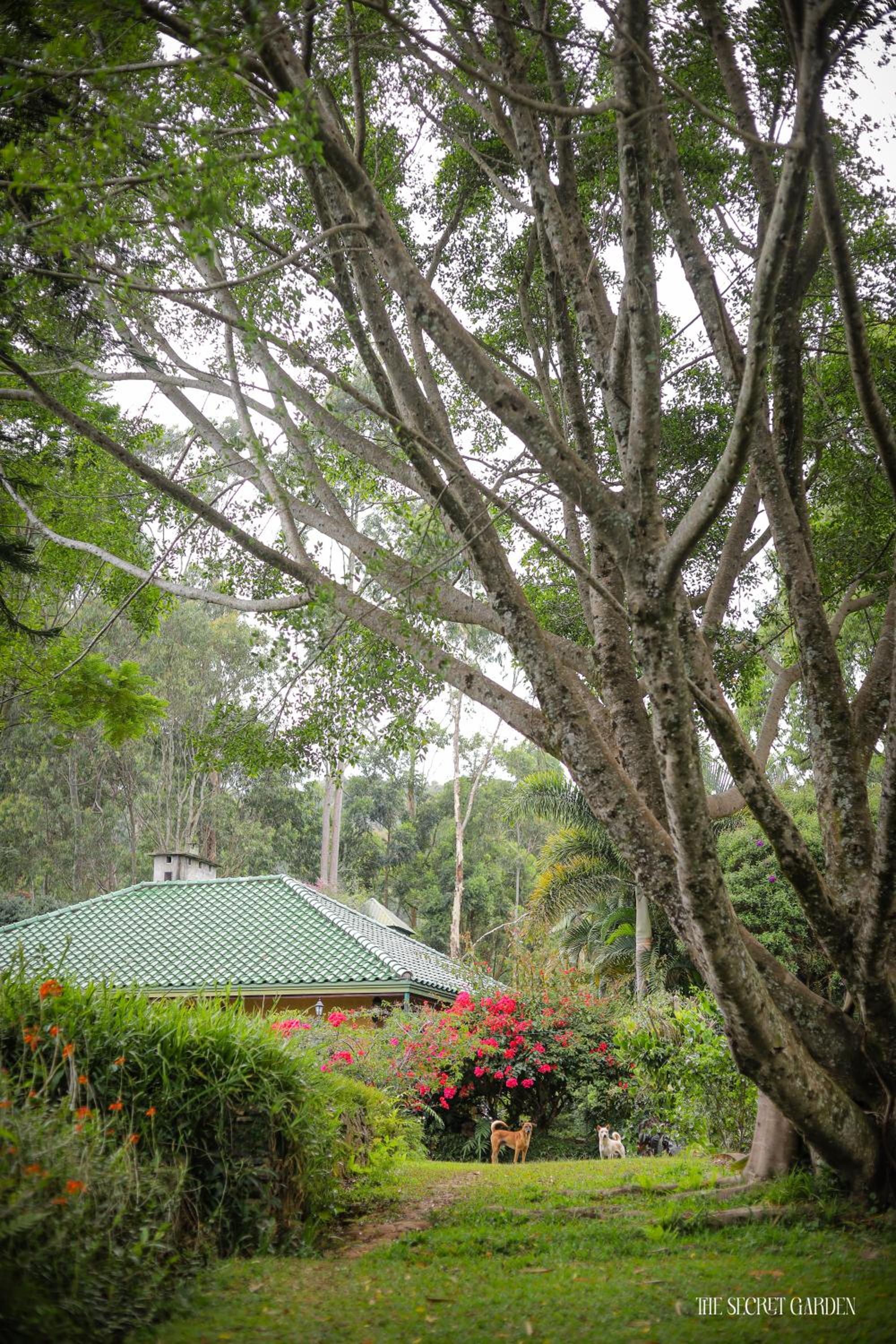 The Secret Garden view 2