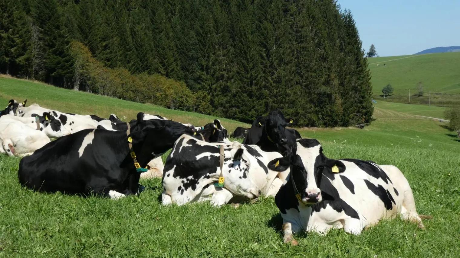 Haldenmichelhof Ferienwohnungen