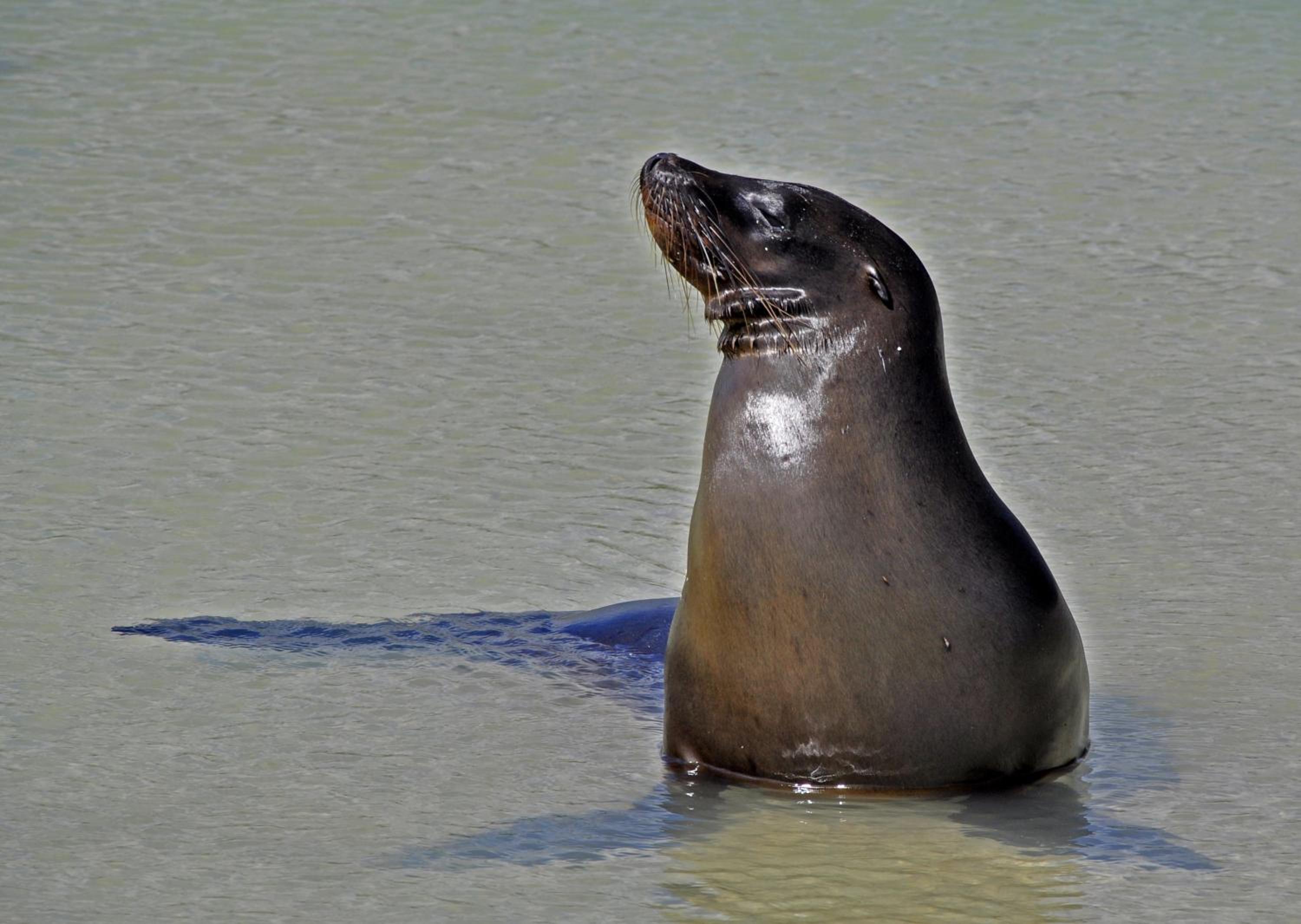 Galápagos Eco Friendly