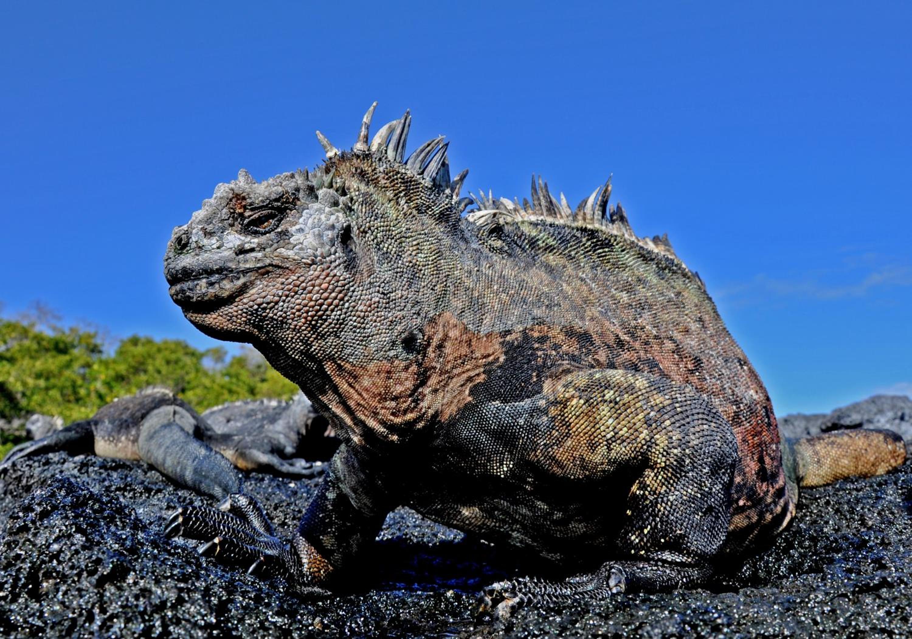 Galápagos Eco Friendly