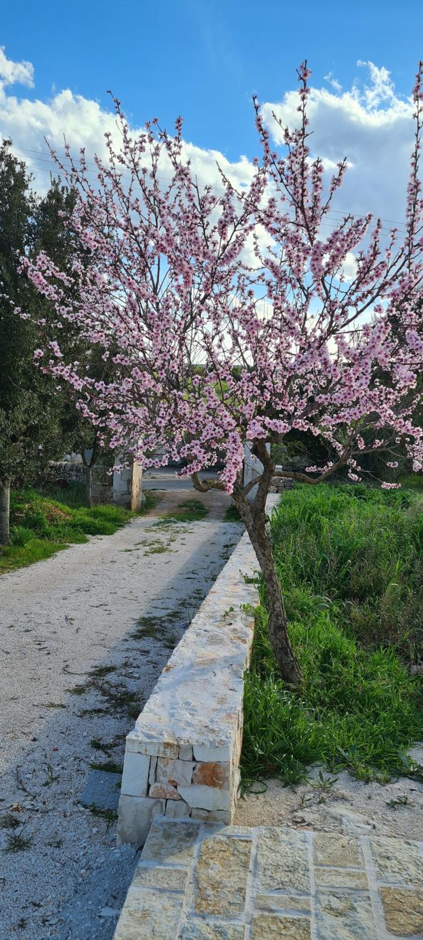 Luxury Trulli di Giulia, exclusive villa with private pool in Valle d'Itria, Puglia