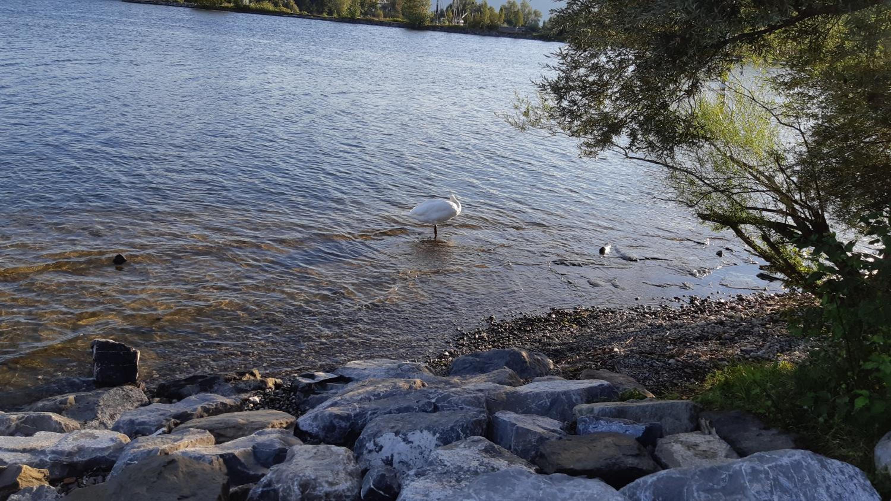 Zimmer am See