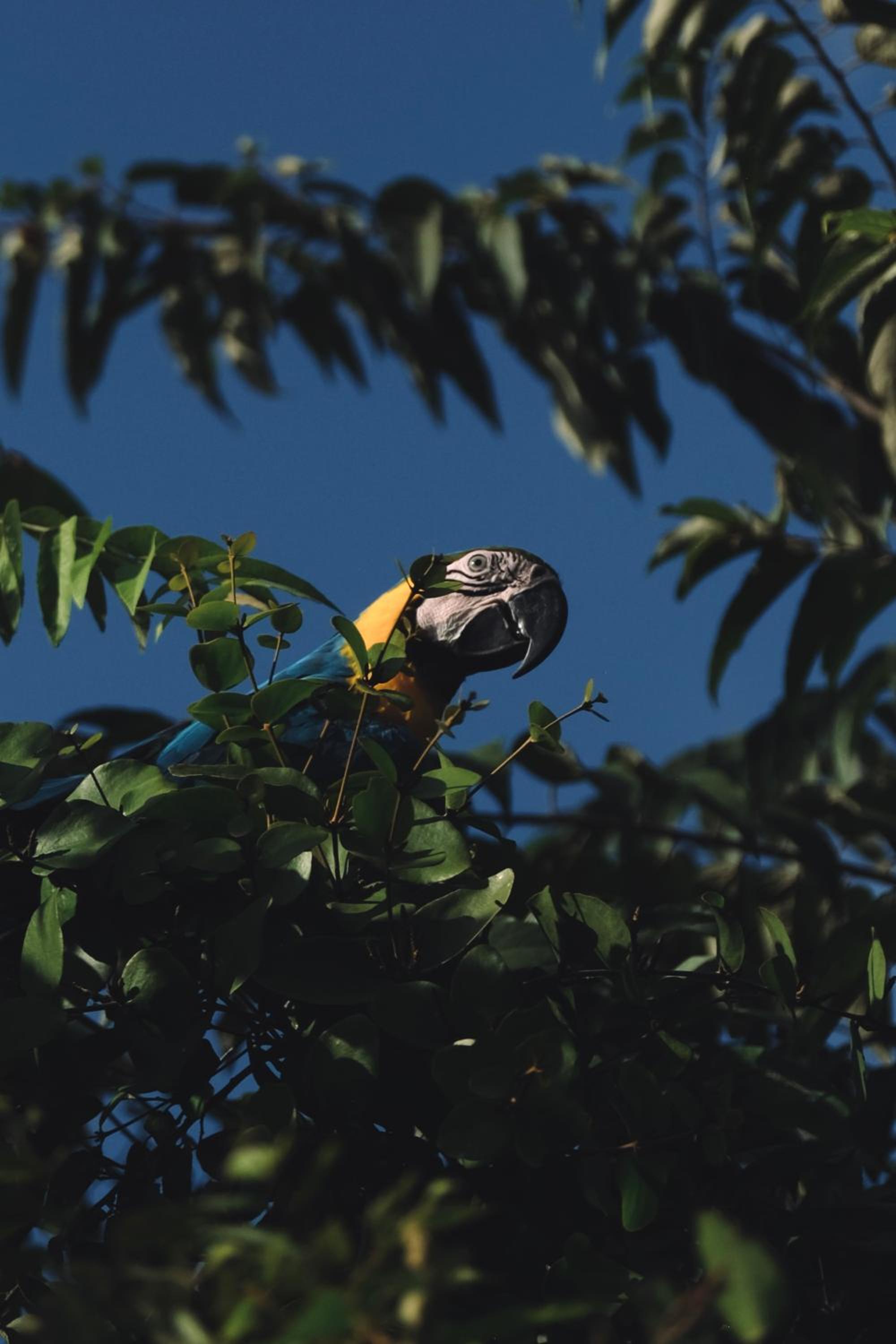 Villa Canopy Minca - Property Image 31