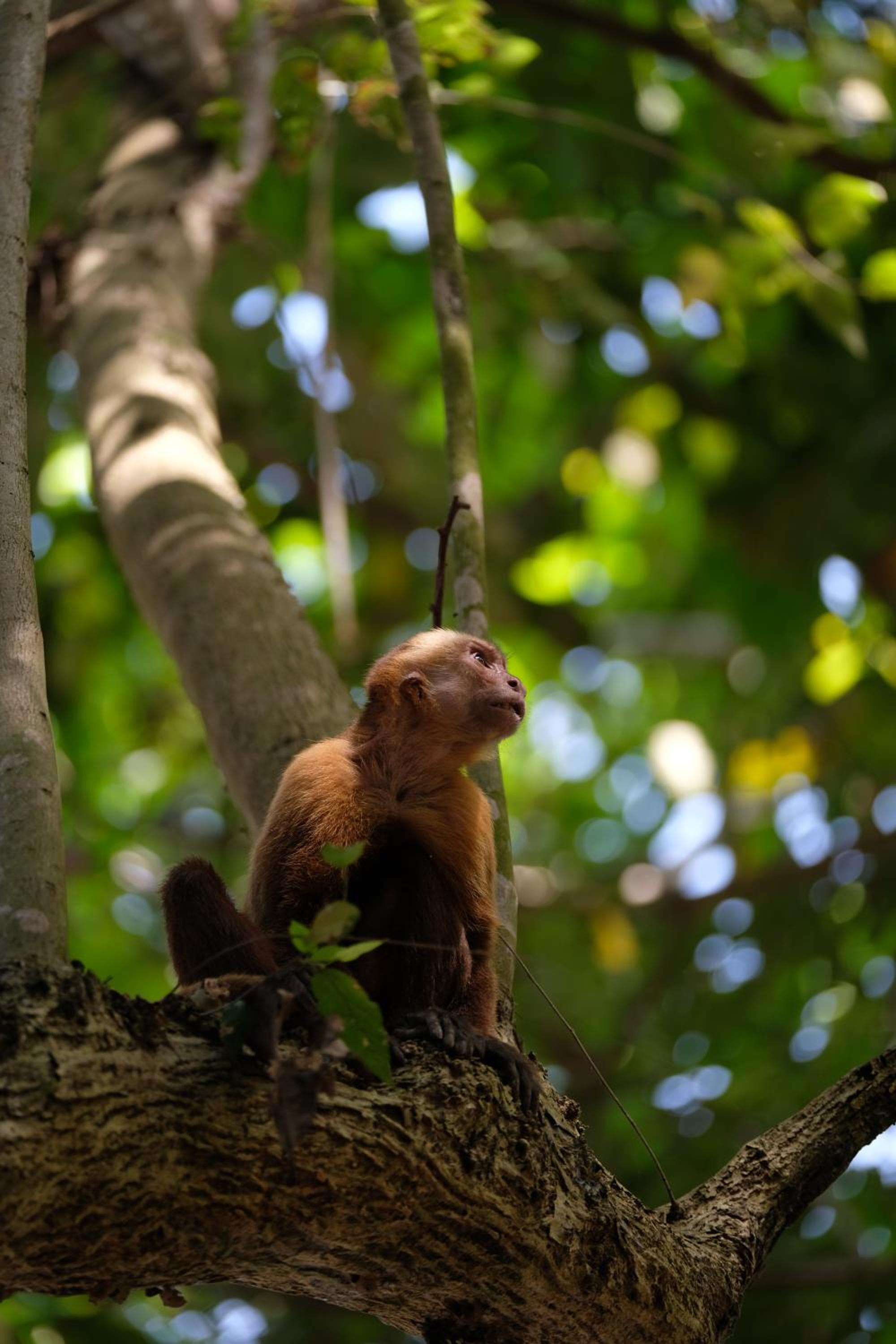Villa Canopy Minca - Property Image 10
