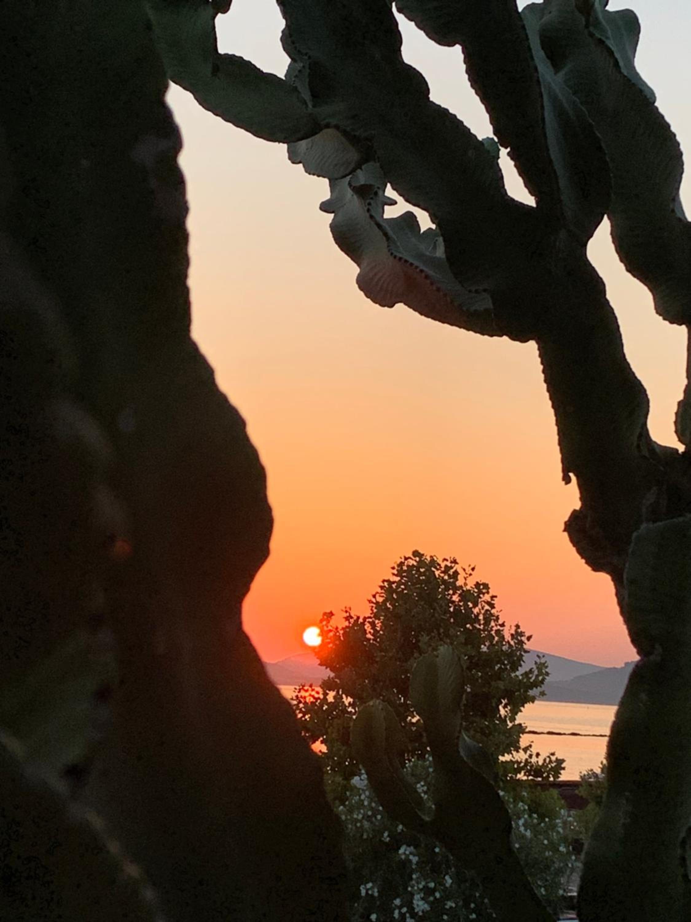 Cactus on the beach en Alghero — other