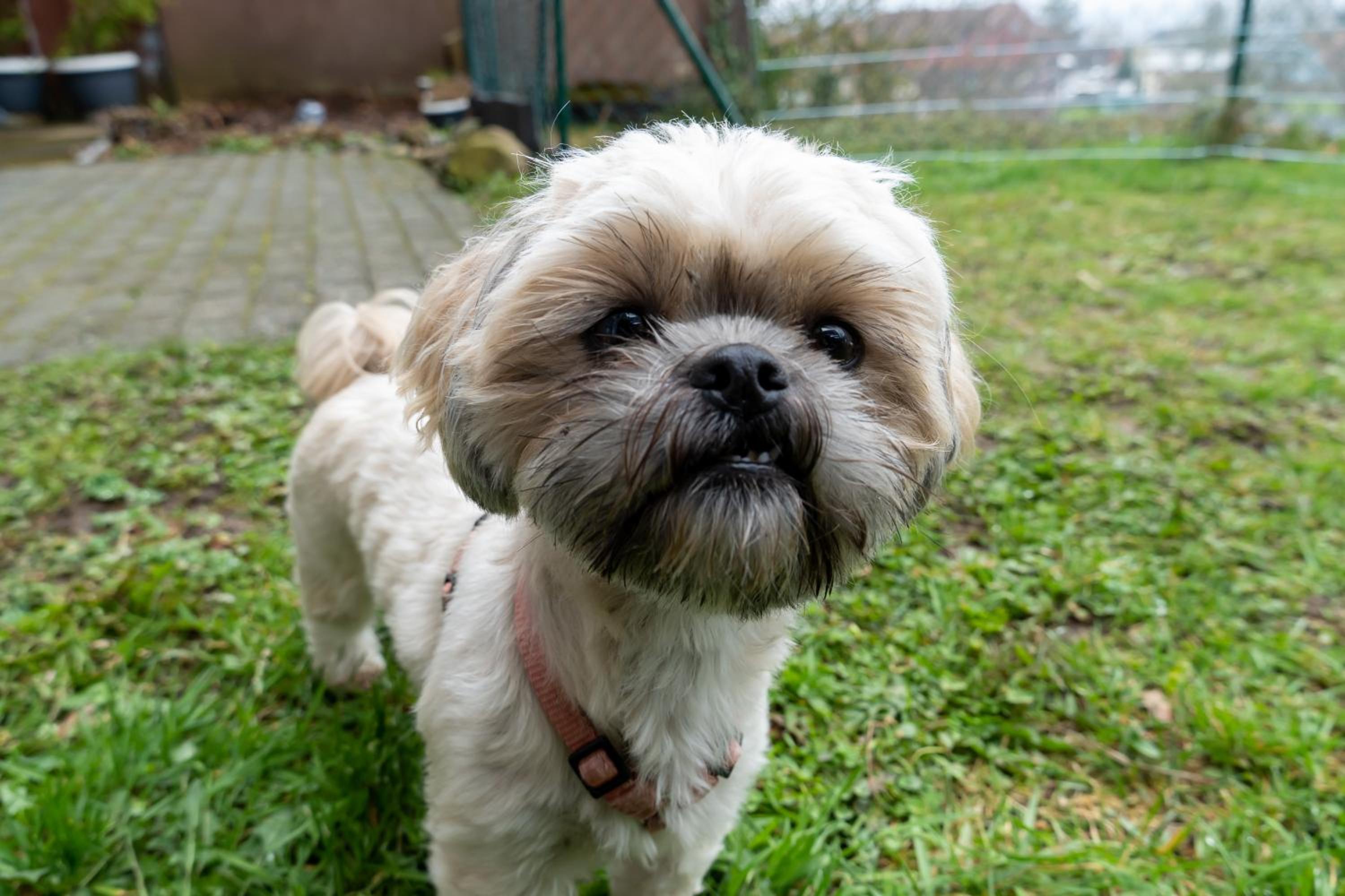 FeWo Harzer Weitblick, bis 2 Hunde Willkommen, W-Lan, 2x Smart TV, DTV 4 Sterne, 4 Pfoten