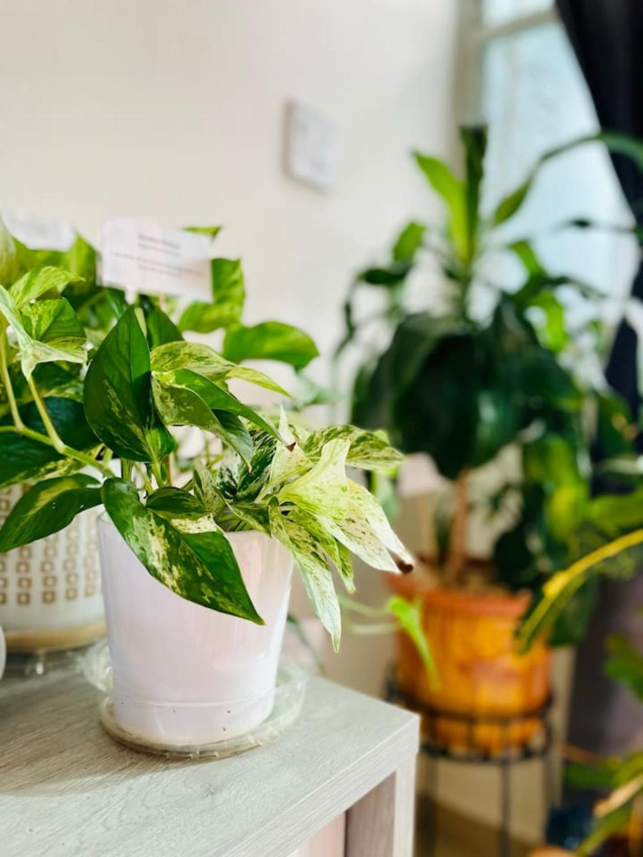 Pothos Beach PH 3BR Apt w Rooftop w Pool Access view 3