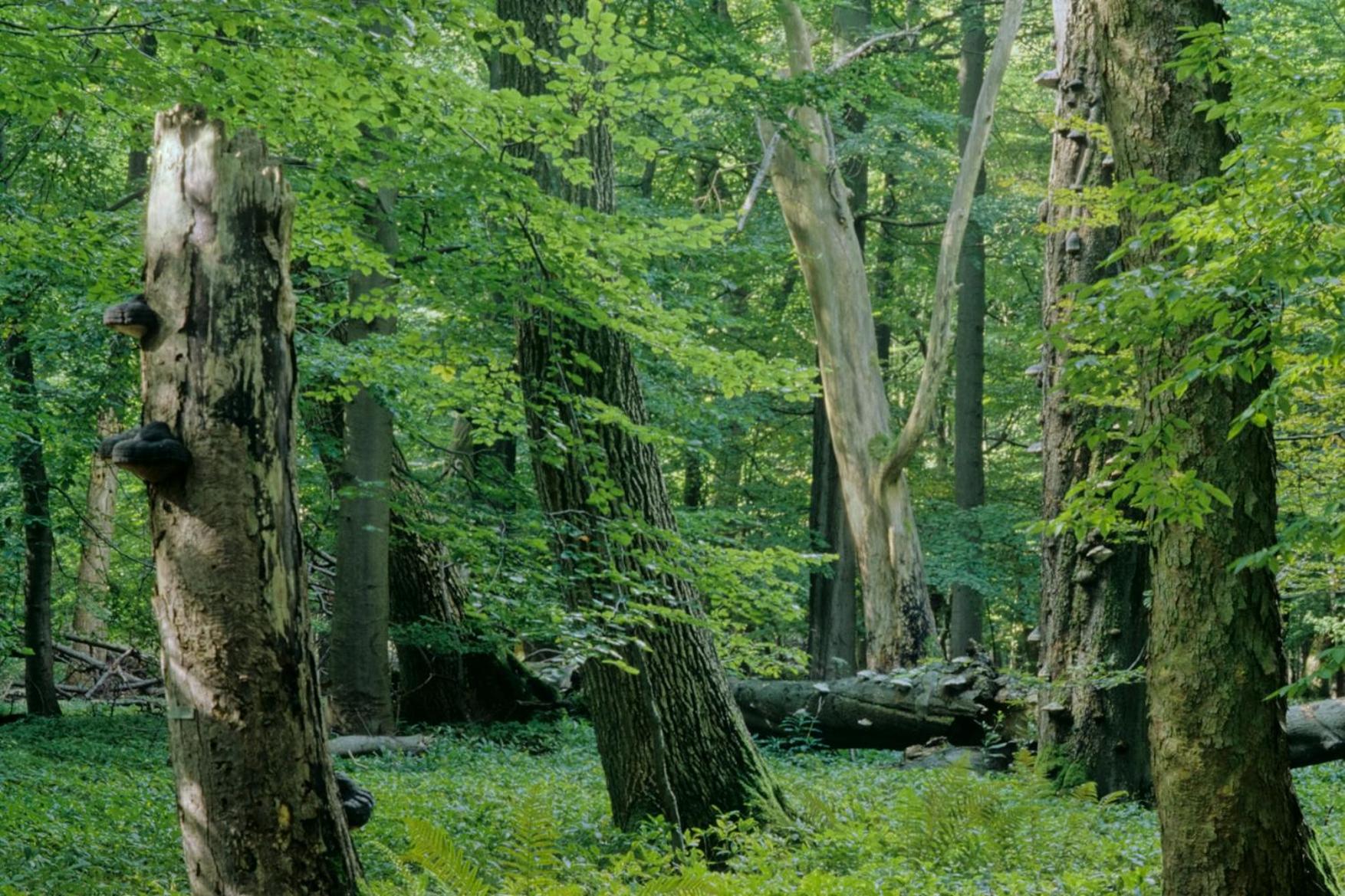 Pension Bergstube