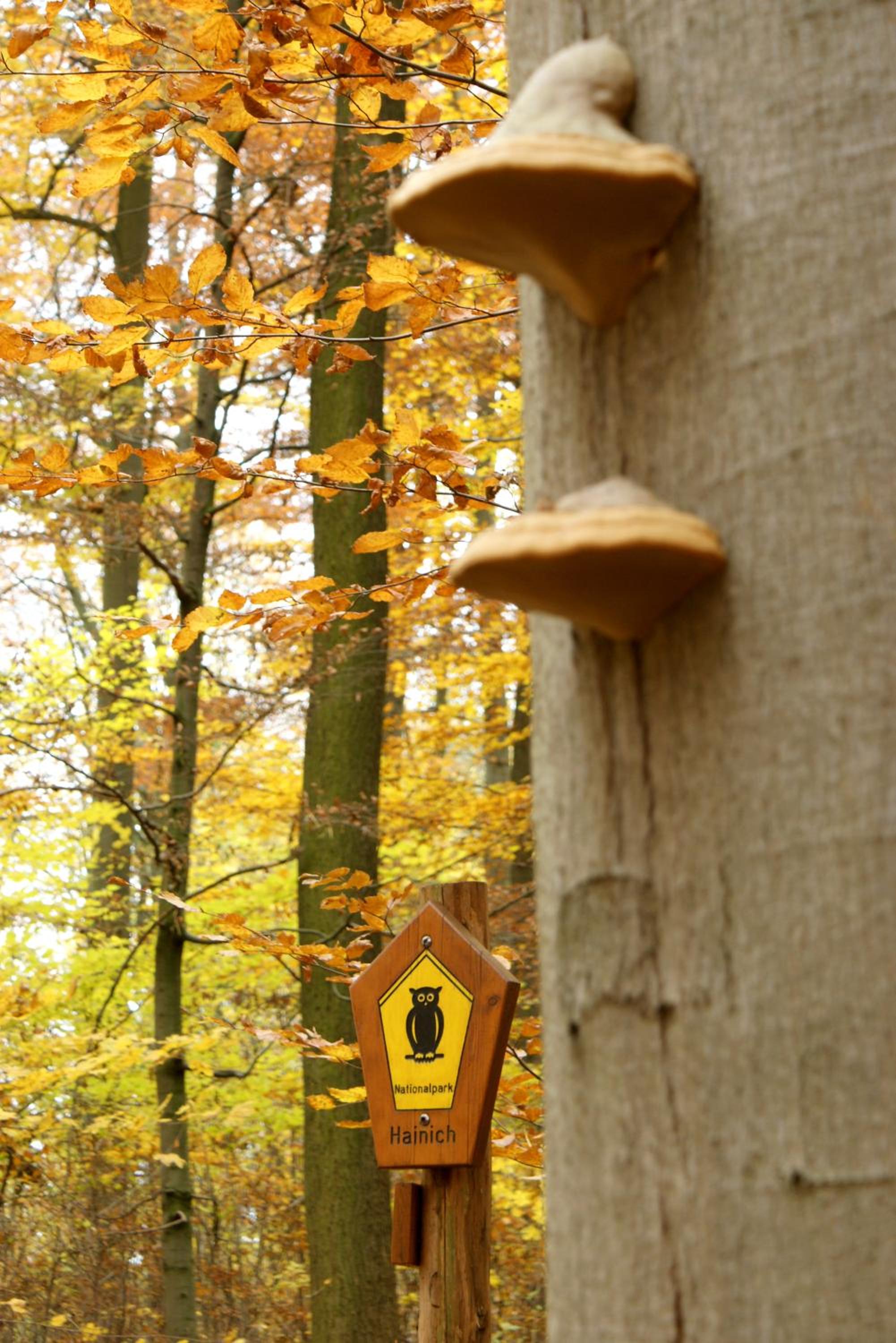 Pension Bergstube