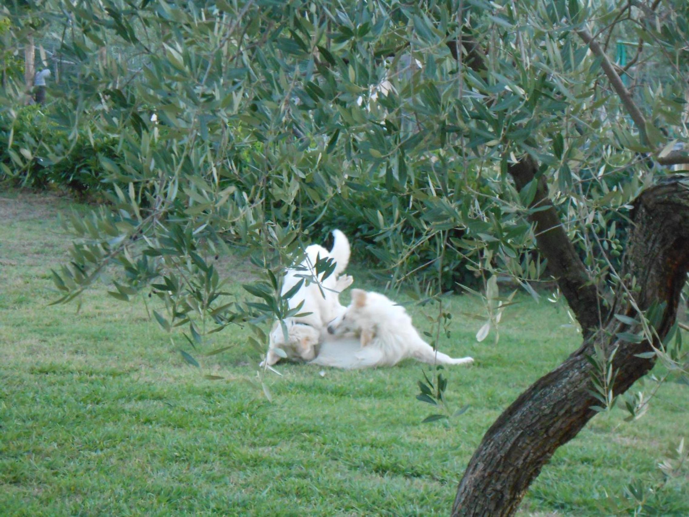 Amedea Tuscany Country Experience