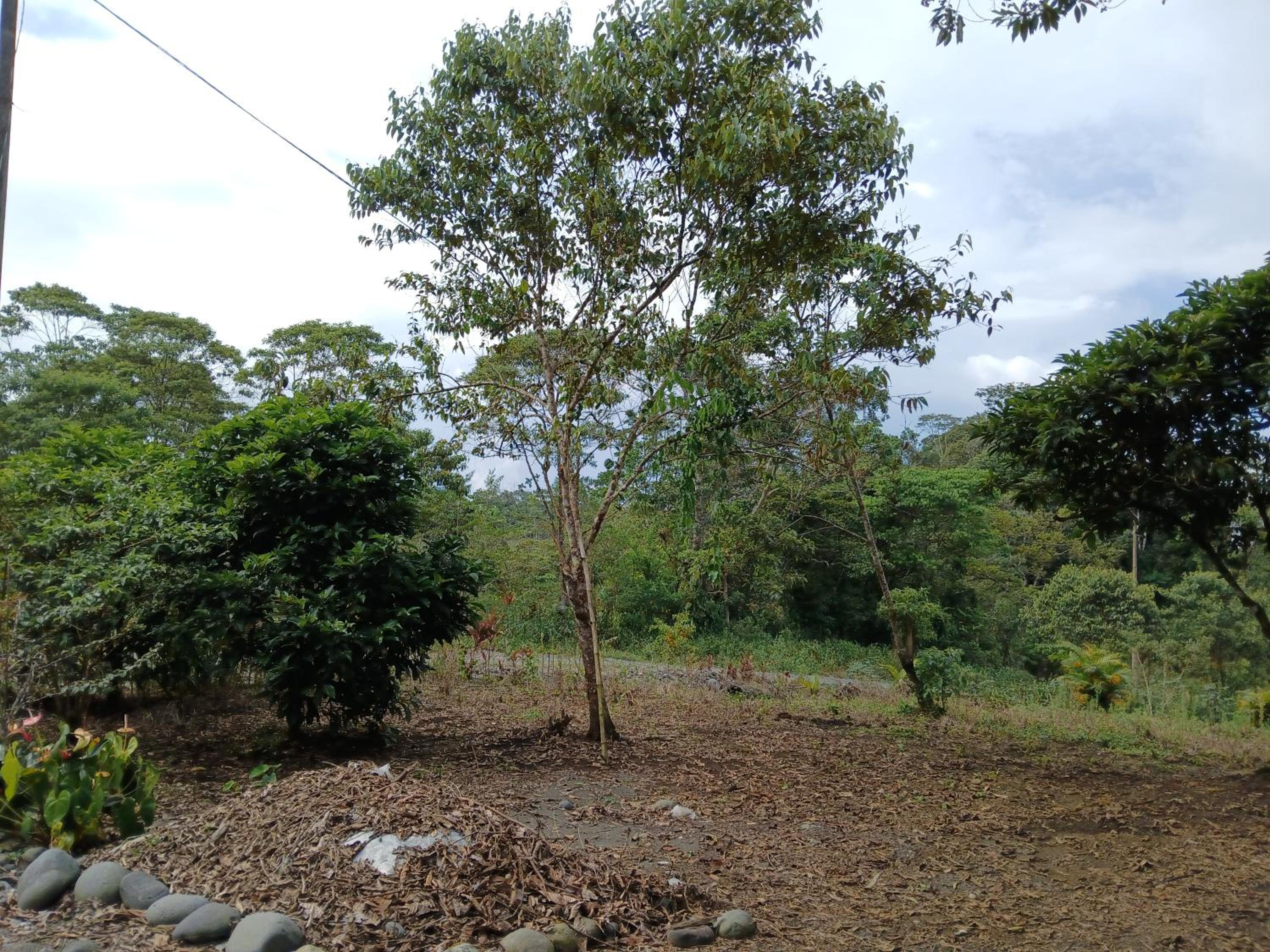 FEVU VERA FOREST HOUSE