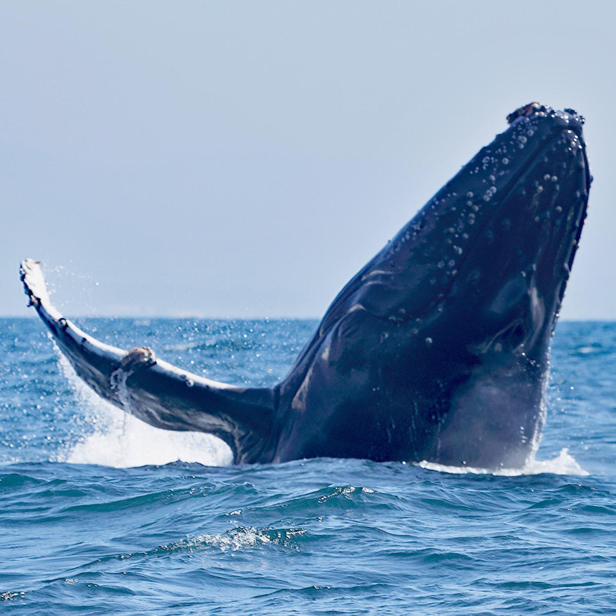 CABINAS BALLENA AZUL