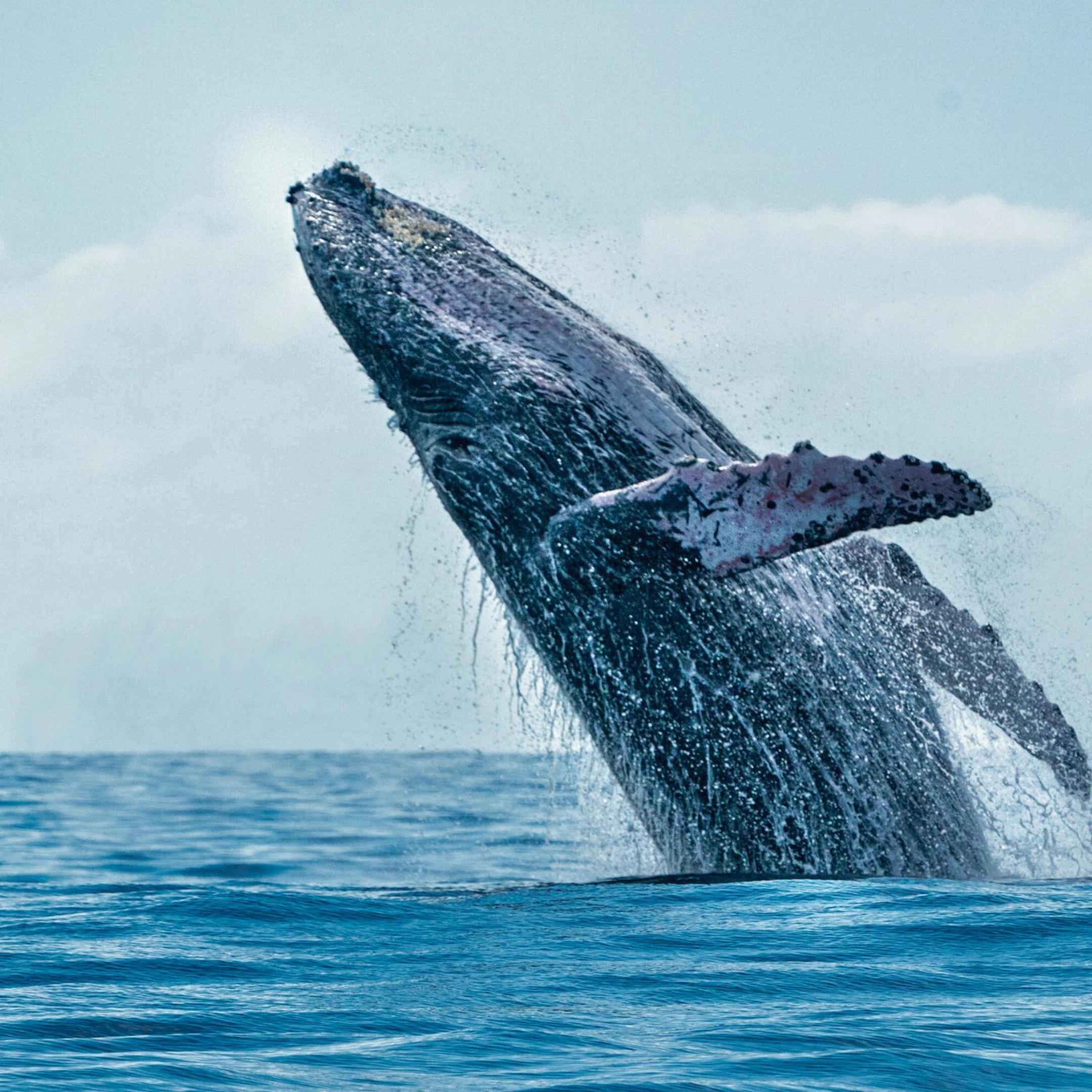 CABINAS BALLENA AZUL