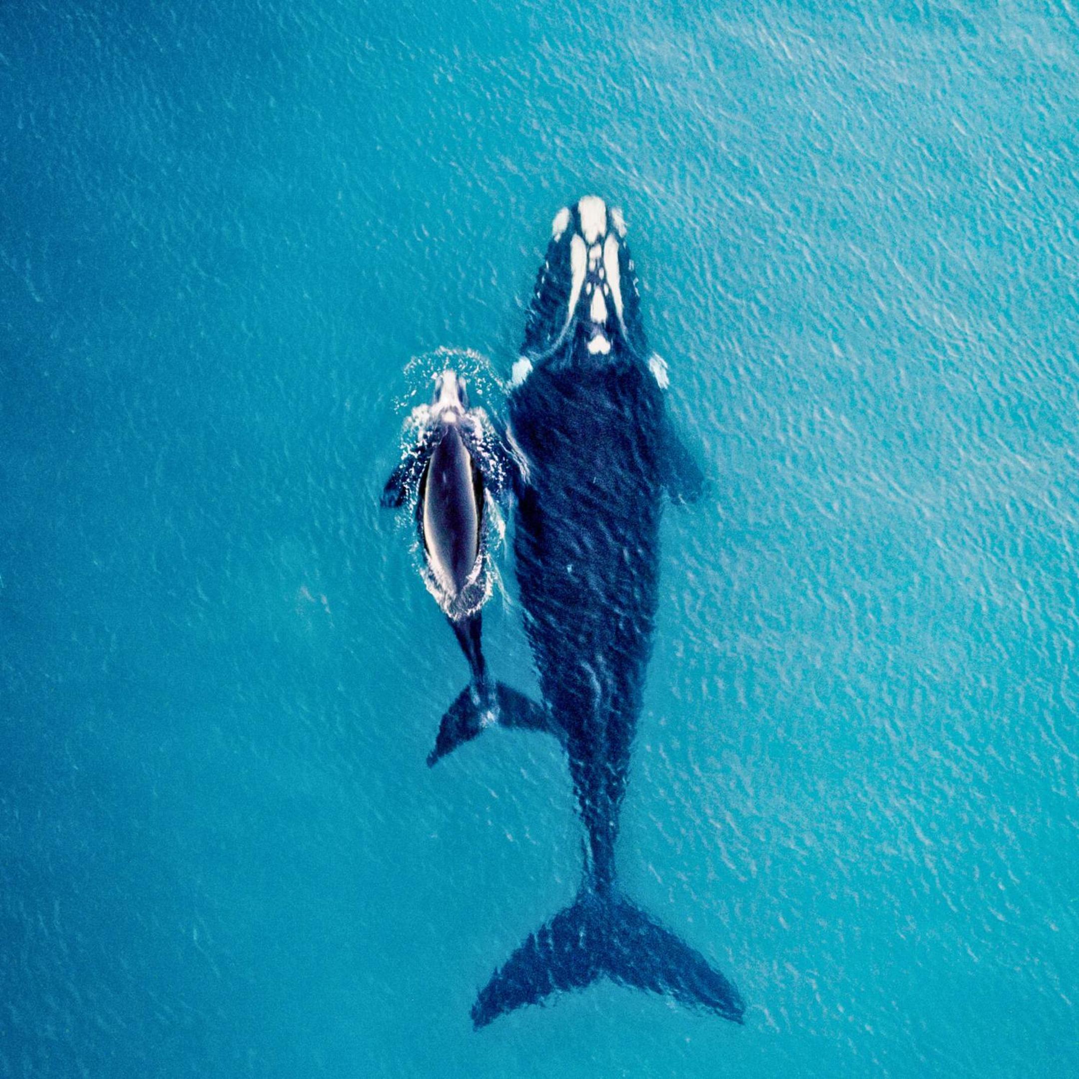CABINAS BALLENA AZUL