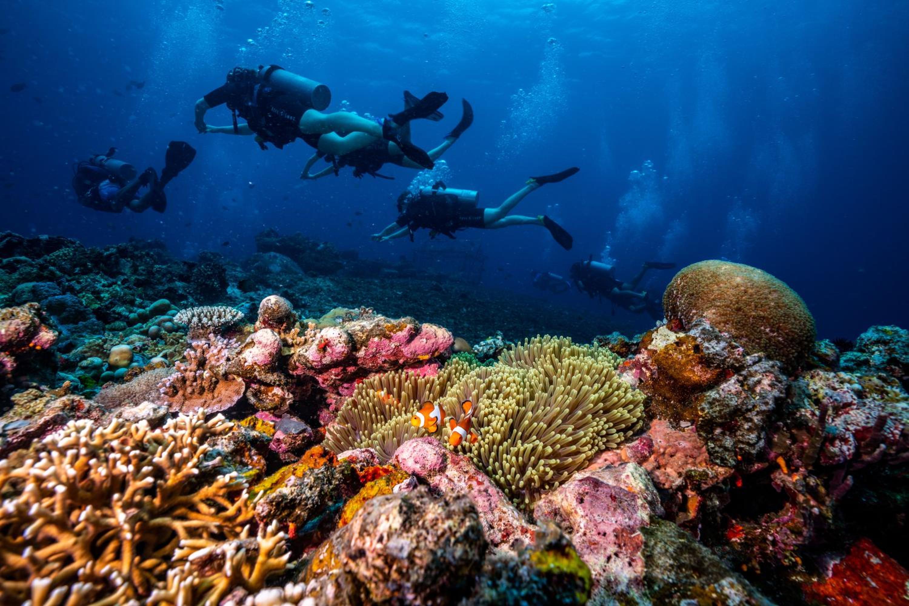 Trawangan Dive Centre - Image 5