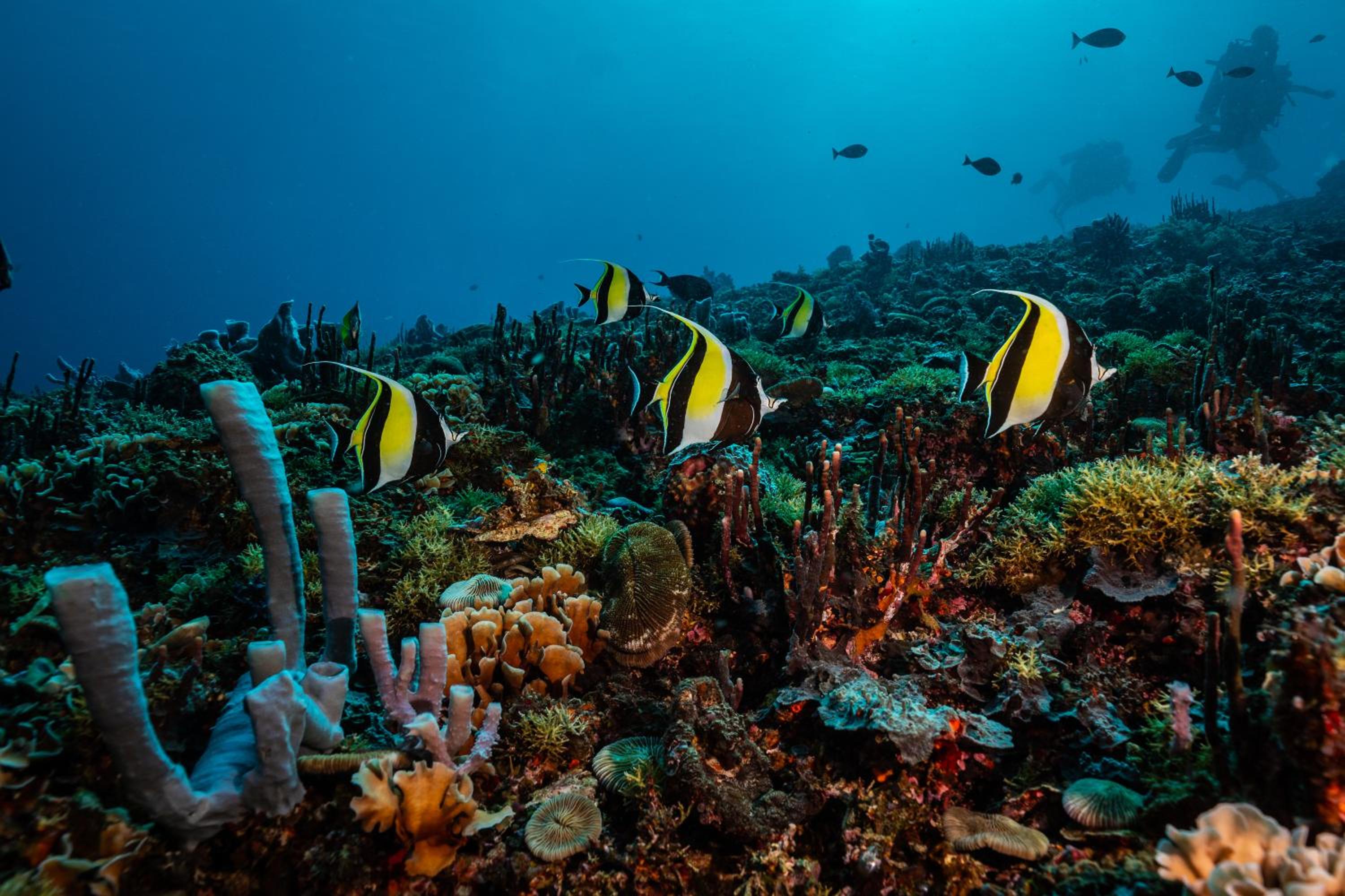 Trawangan Dive Centre - Image 2