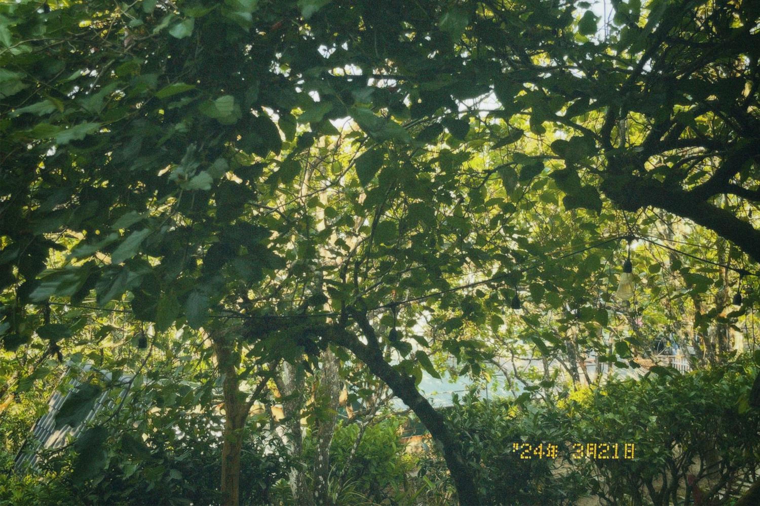 Photo 74