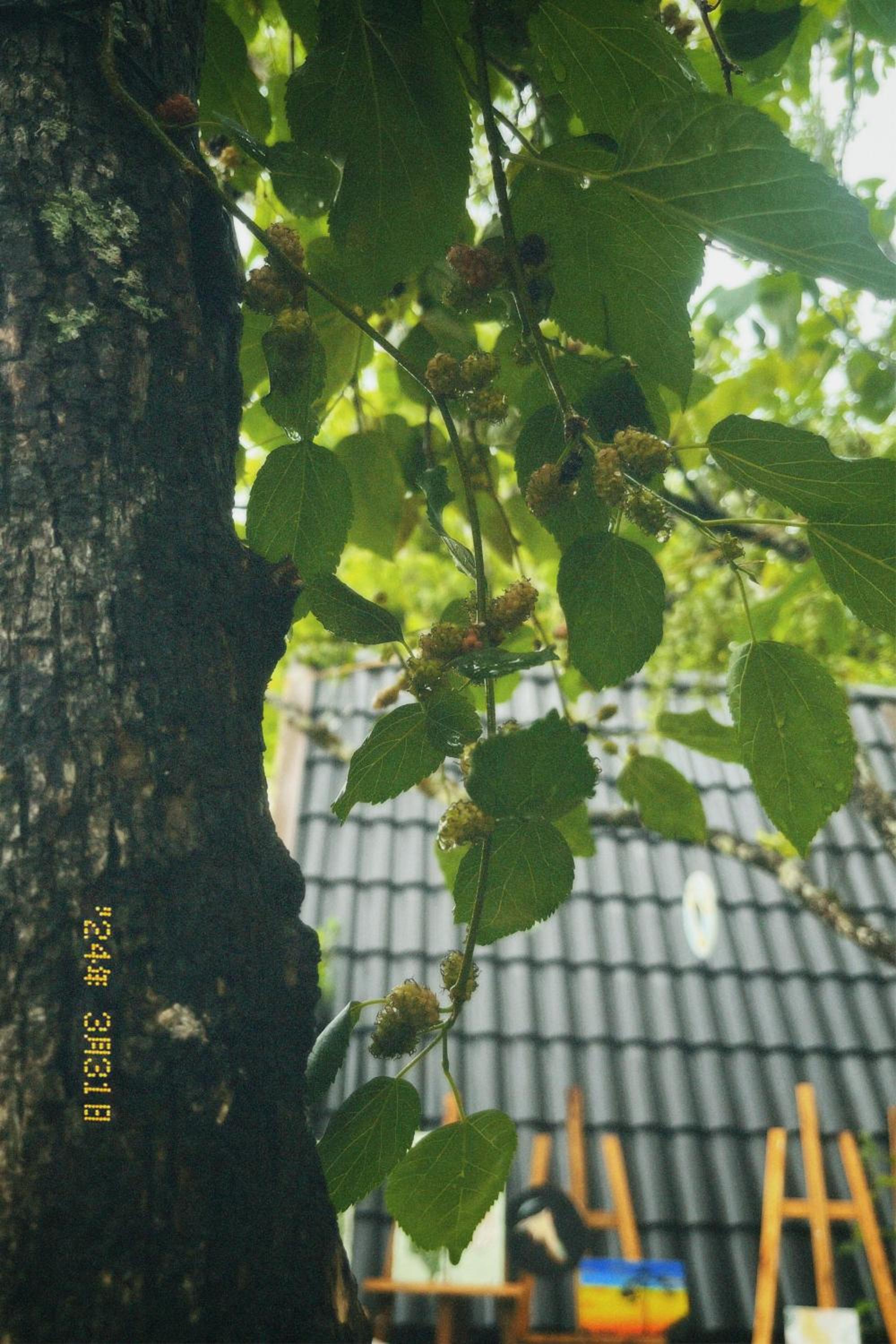 Photo 72
