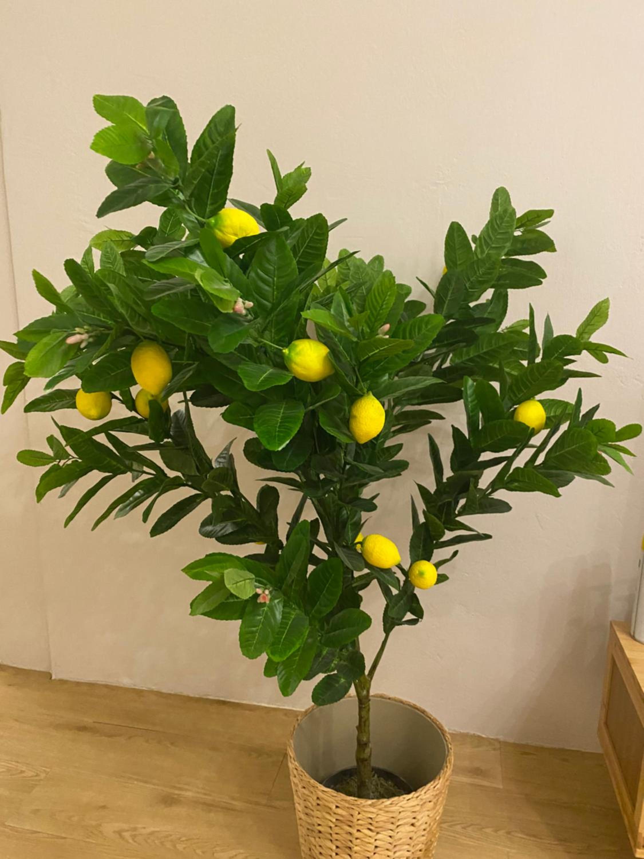 Lemon Olive Stylish Townhouse