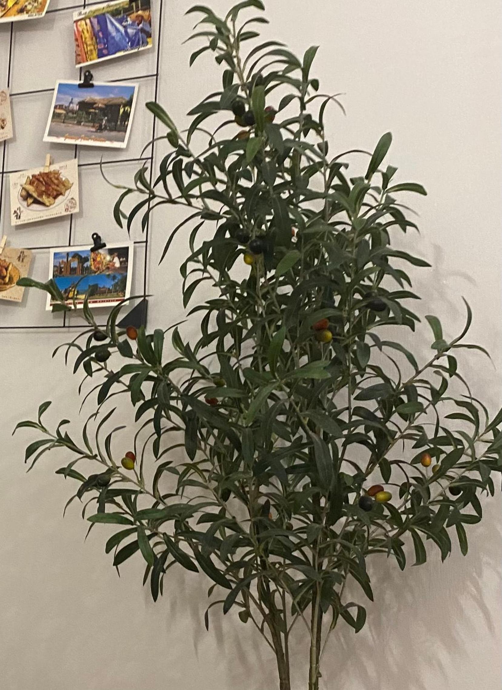Lemon Olive Stylish Townhouse