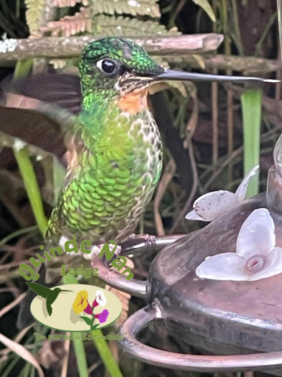 Quinde Ñan Lodge