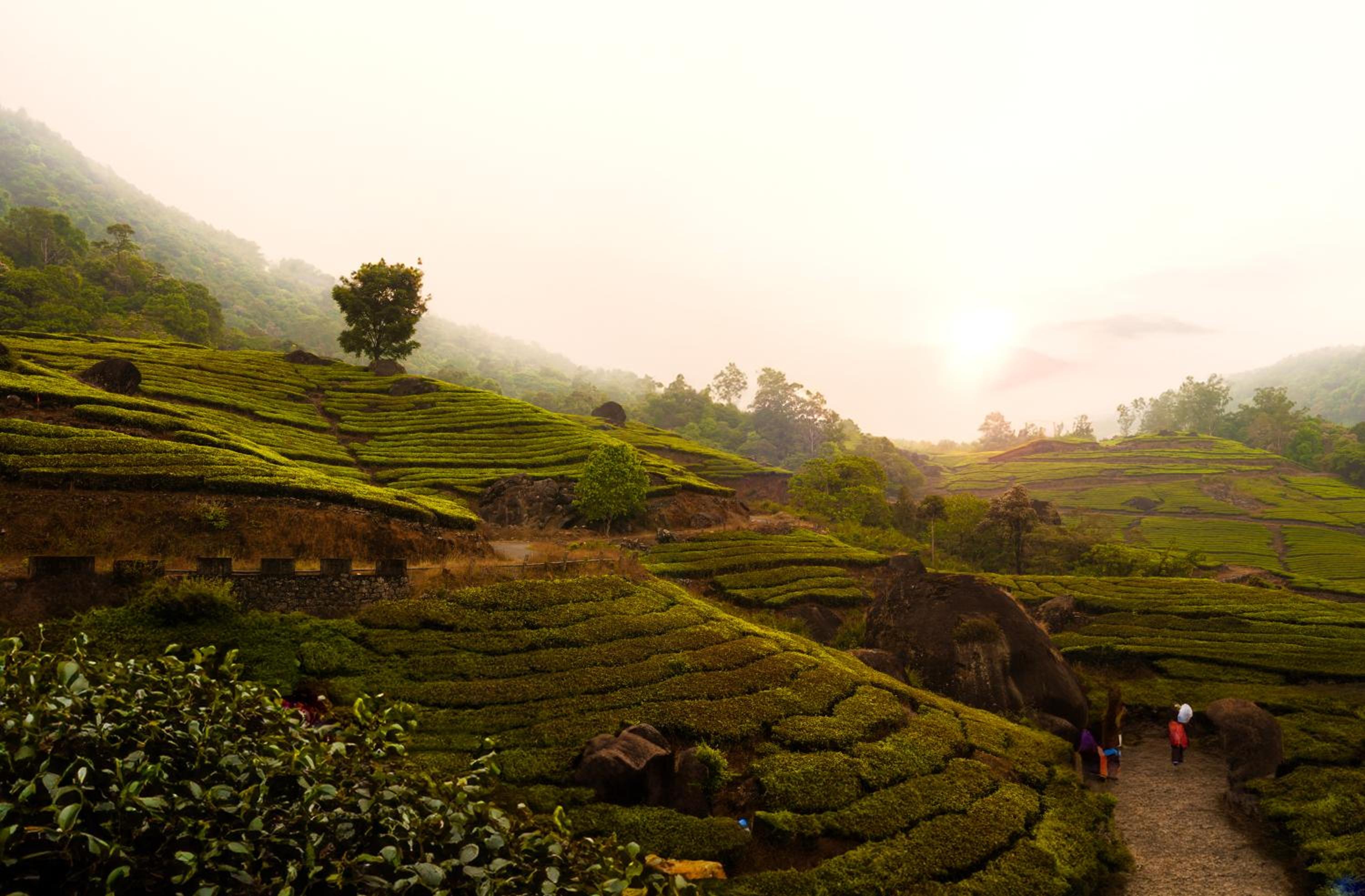 The Grand Cliff Munnar Five Star Classified Resort in Munnar, Kerala, Viripara